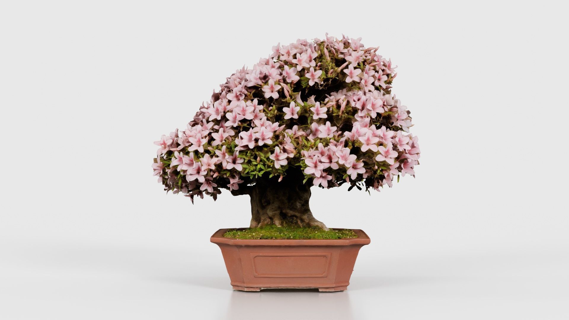Satsuki Azalea Wide Light Pink Rhododendron Indicum Bonsai Tree Low-poly 3D model_18