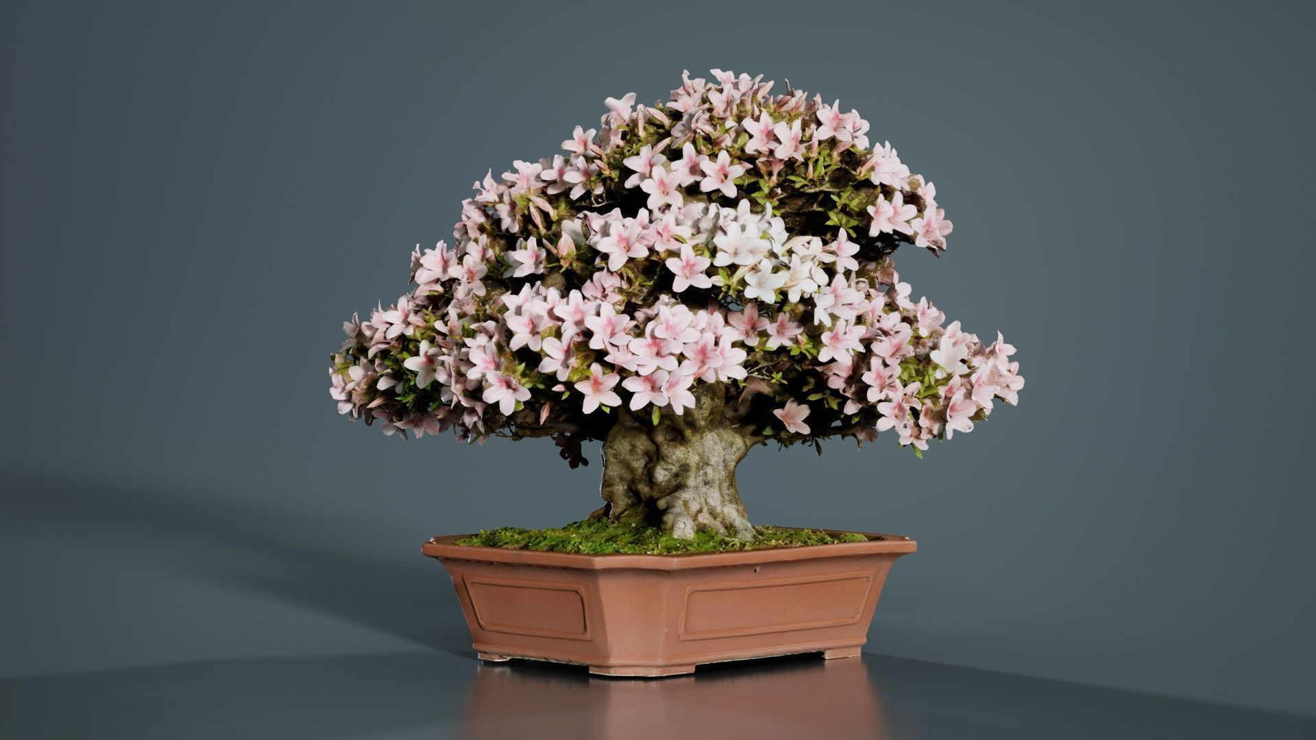 Satsuki Azalea Wide Light Pink Rhododendron Indicum Bonsai Tree Low-poly 3D model_6