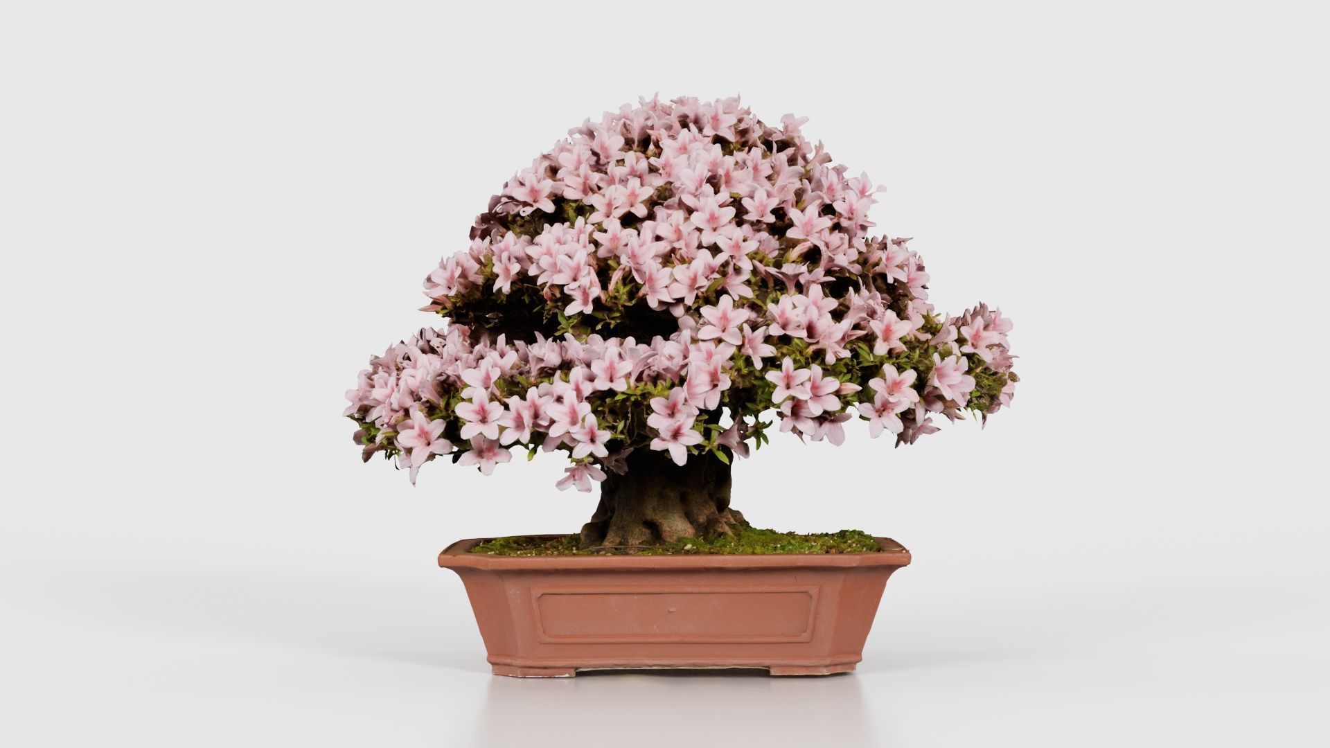 Satsuki Azalea Wide Light Pink Rhododendron Indicum Bonsai Tree Low-poly 3D model_21