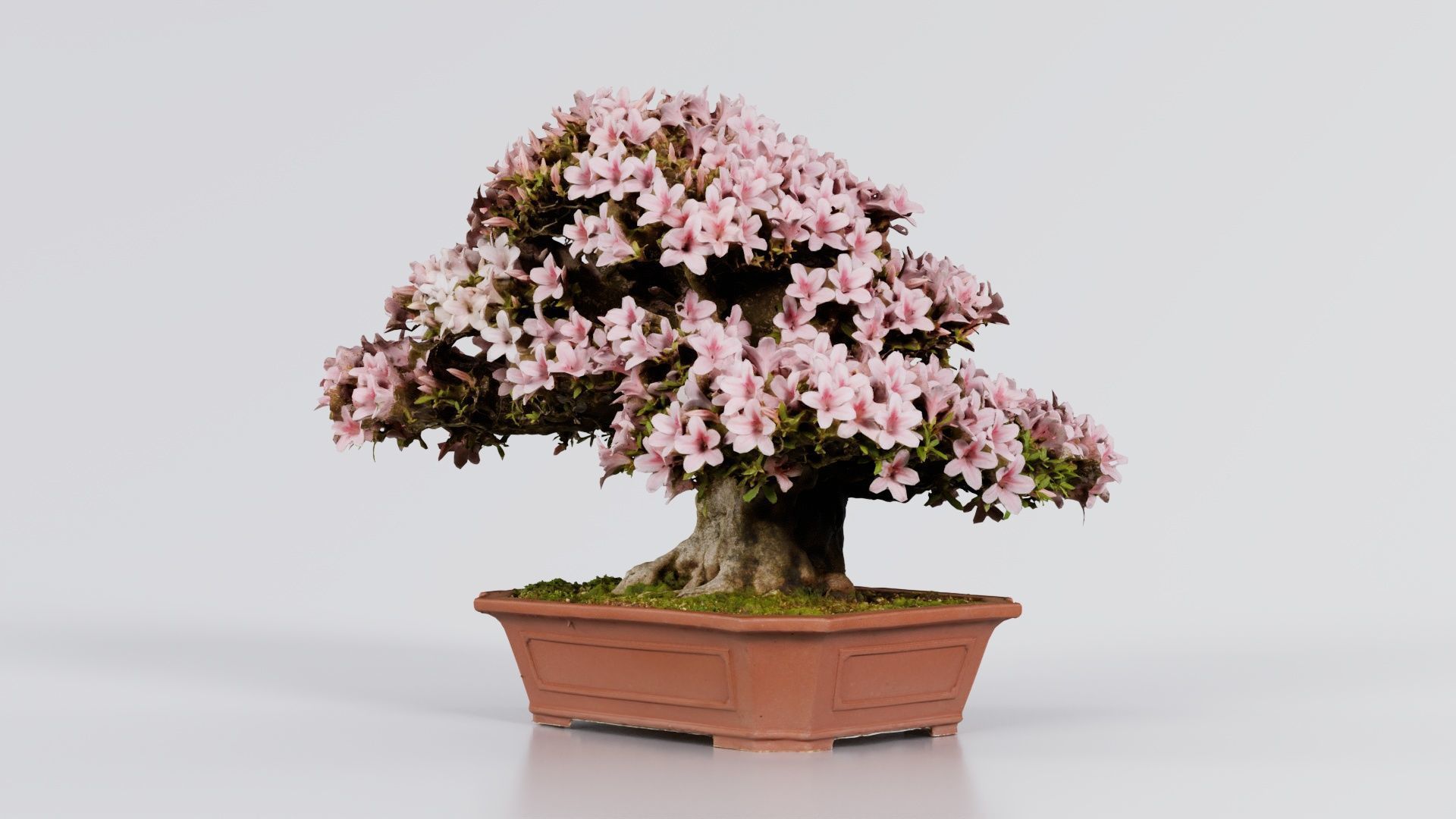 Satsuki Azalea Wide Light Pink Rhododendron Indicum Bonsai Tree Low-poly 3D model_5