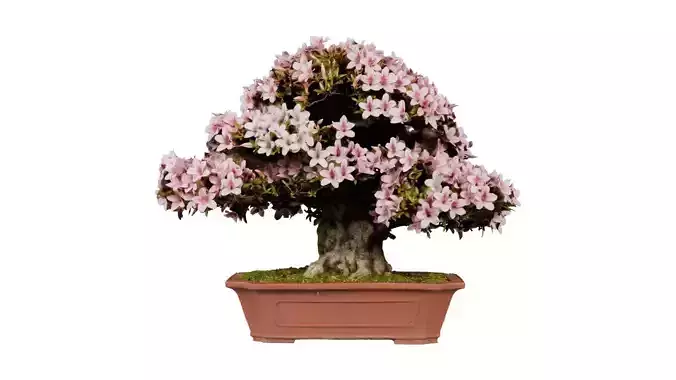 Satsuki Azalea Wide Light Pink Rhododendron Indicum Bonsai Tree Low-poly 3D model