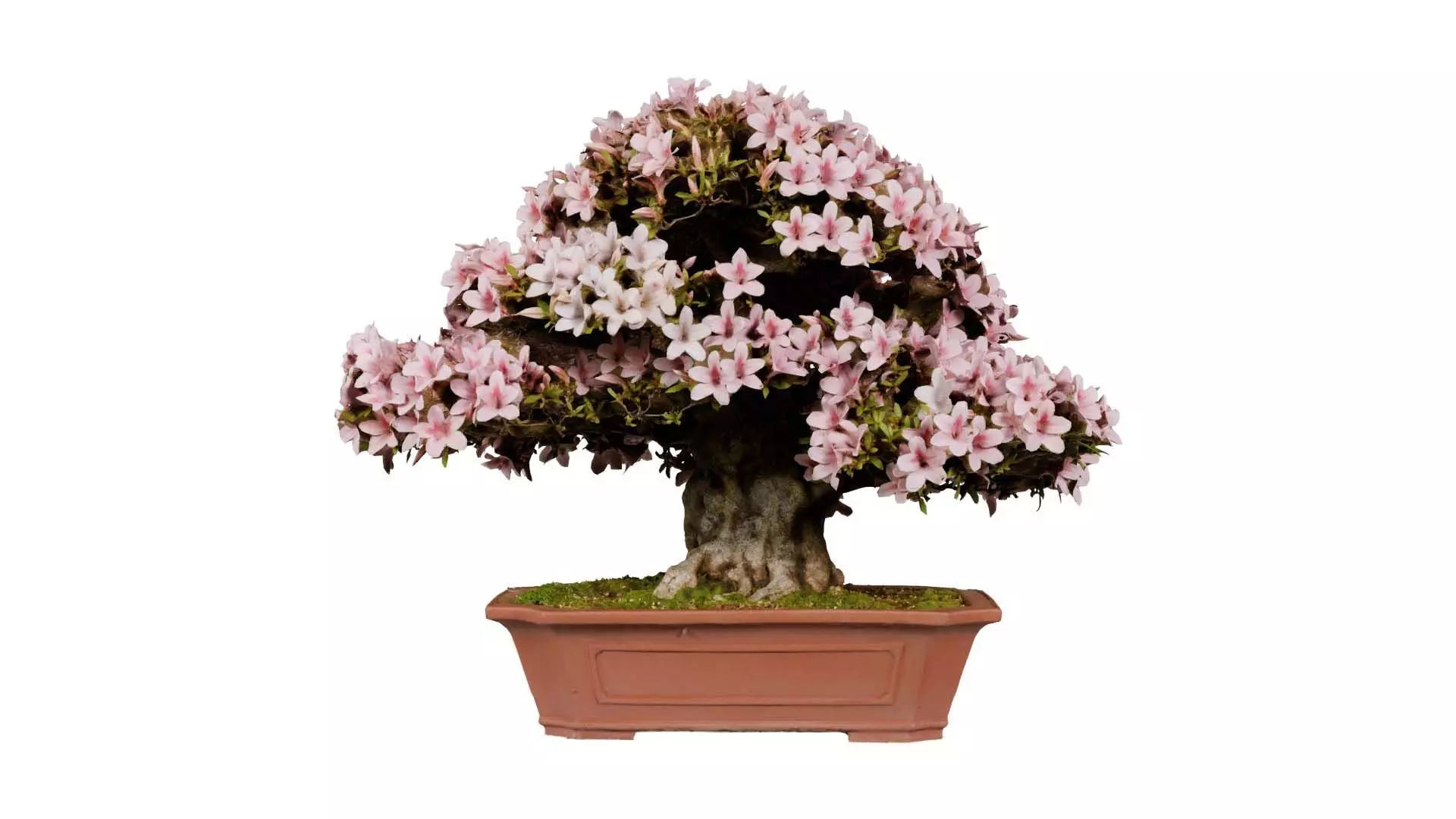 Satsuki Azalea Wide Light Pink Rhododendron Indicum Bonsai Tree Low-poly 3D model_0
