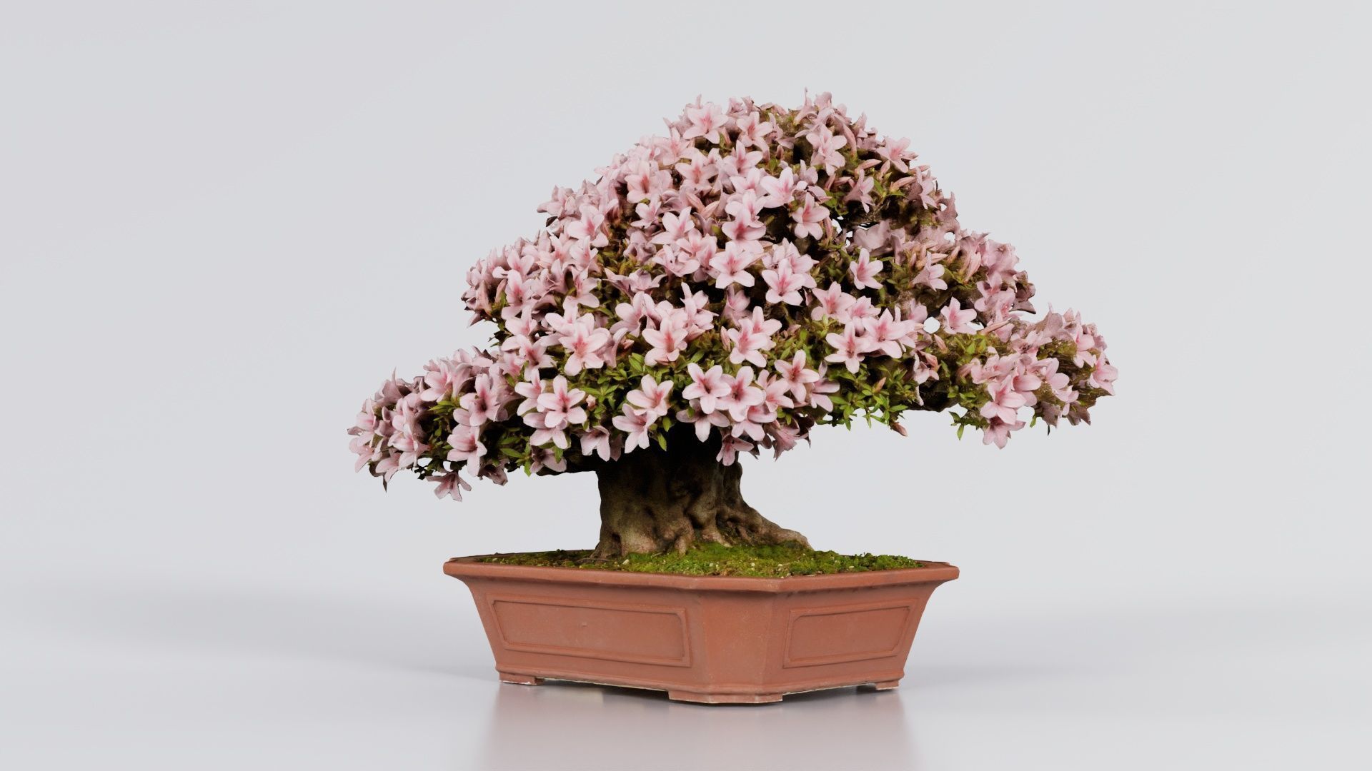 Satsuki Azalea Wide Light Pink Rhododendron Indicum Bonsai Tree Low-poly 3D model_4