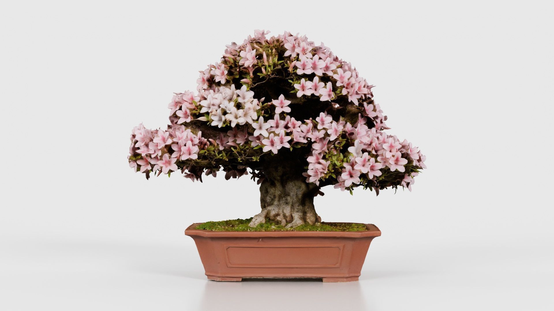 Satsuki Azalea Wide Light Pink Rhododendron Indicum Bonsai Tree Low-poly 3D model_15