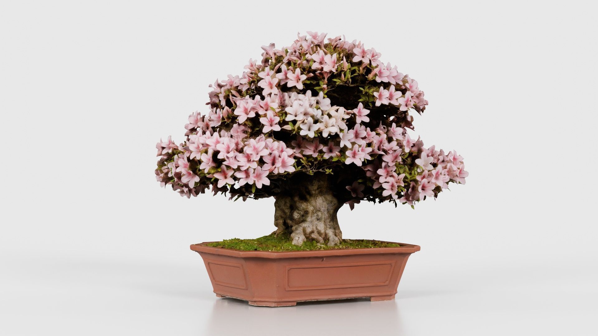 Satsuki Azalea Wide Light Pink Rhododendron Indicum Bonsai Tree Low-poly 3D model_16