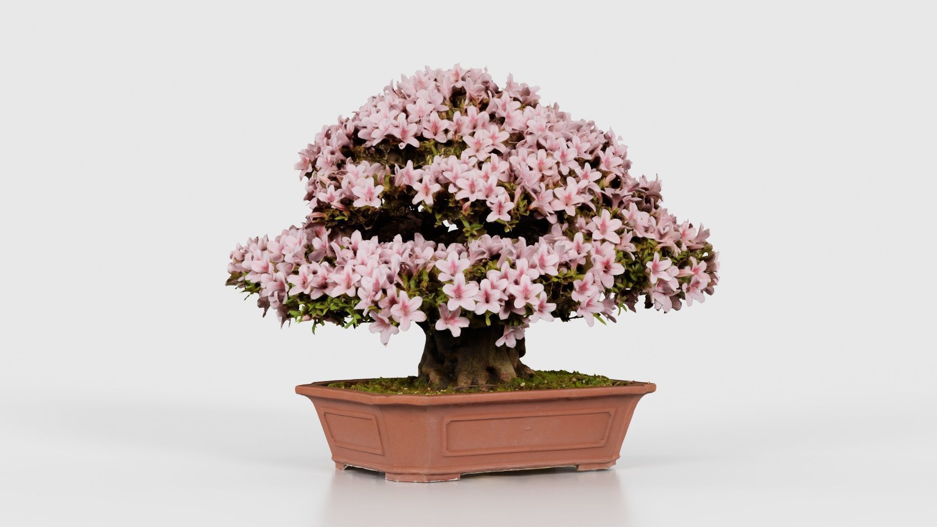 Satsuki Azalea Wide Light Pink Rhododendron Indicum Bonsai Tree Low-poly 3D model_22