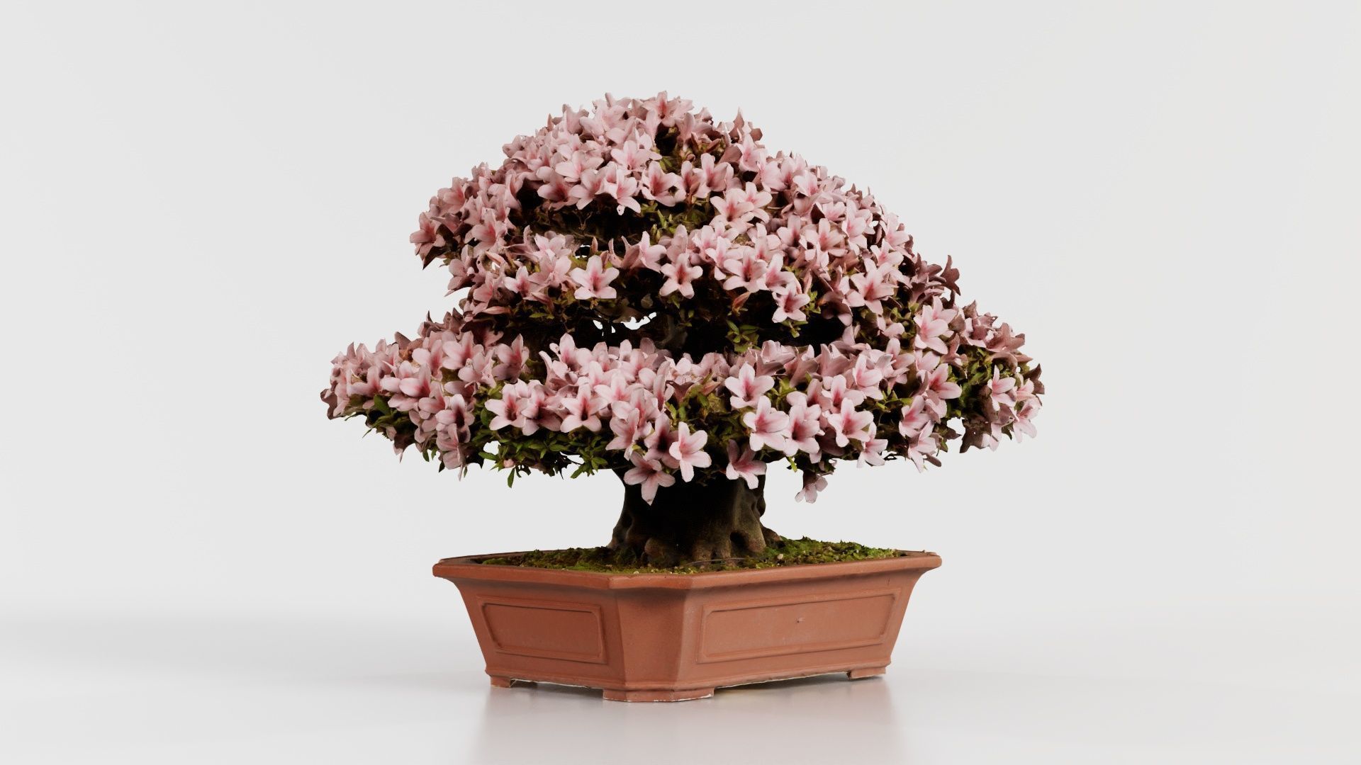 Satsuki Azalea Wide Light Pink Rhododendron Indicum Bonsai Tree Low-poly 3D model_1