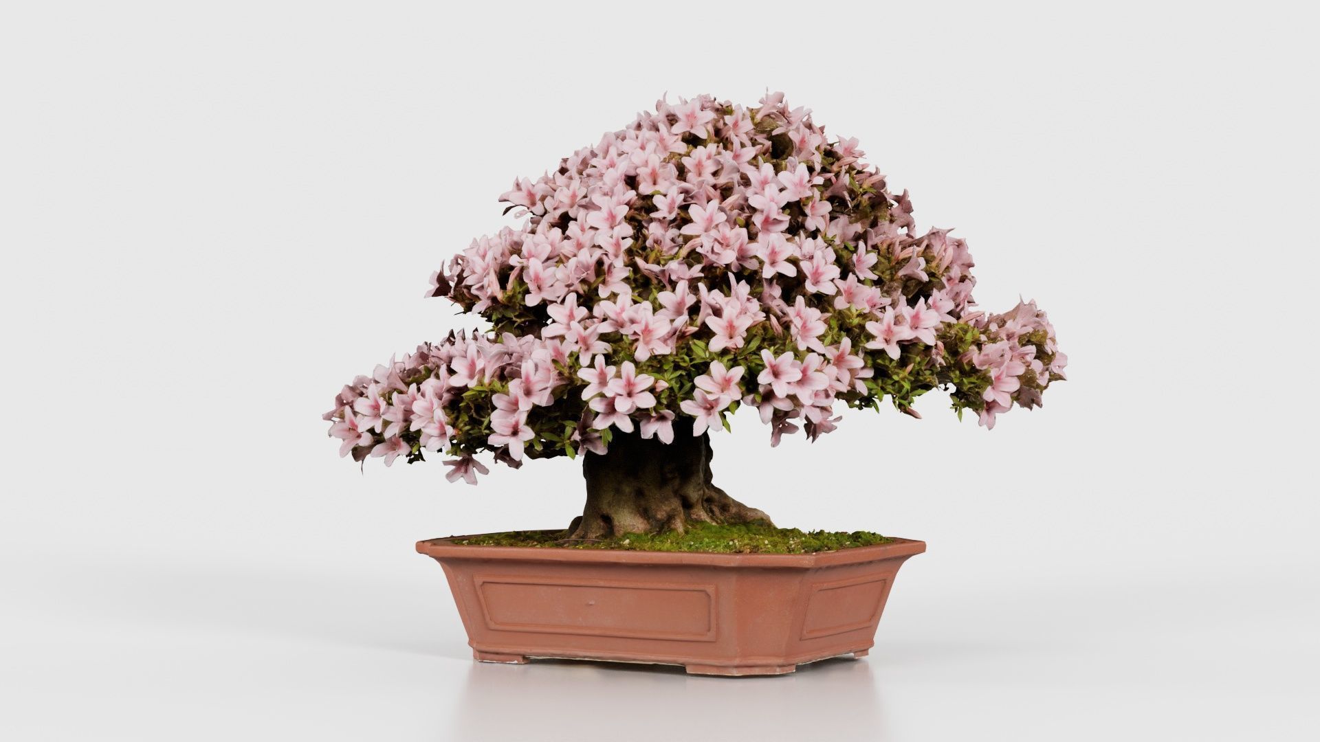Satsuki Azalea Wide Light Pink Rhododendron Indicum Bonsai Tree Low-poly 3D model_20