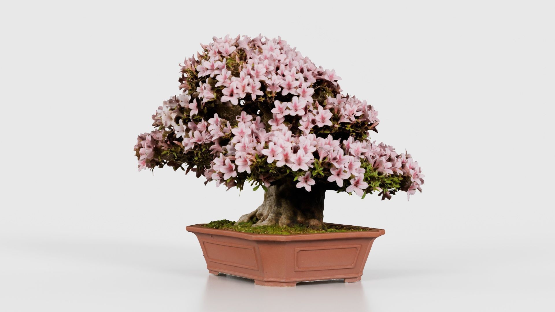 Satsuki Azalea Wide Light Pink Rhododendron Indicum Bonsai Tree Low-poly 3D model_25