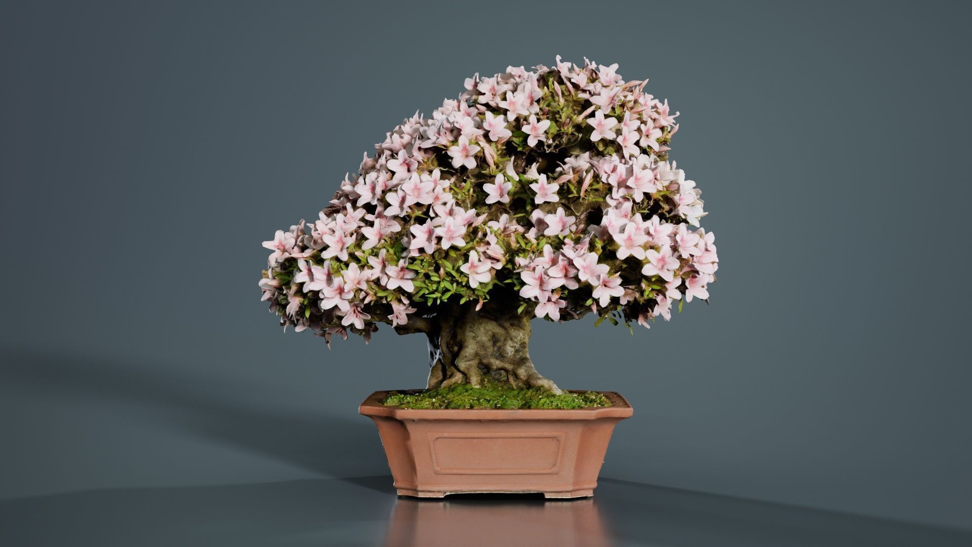 Satsuki Azalea Wide Light Pink Rhododendron Indicum Bonsai Tree Low-poly 3D model_3