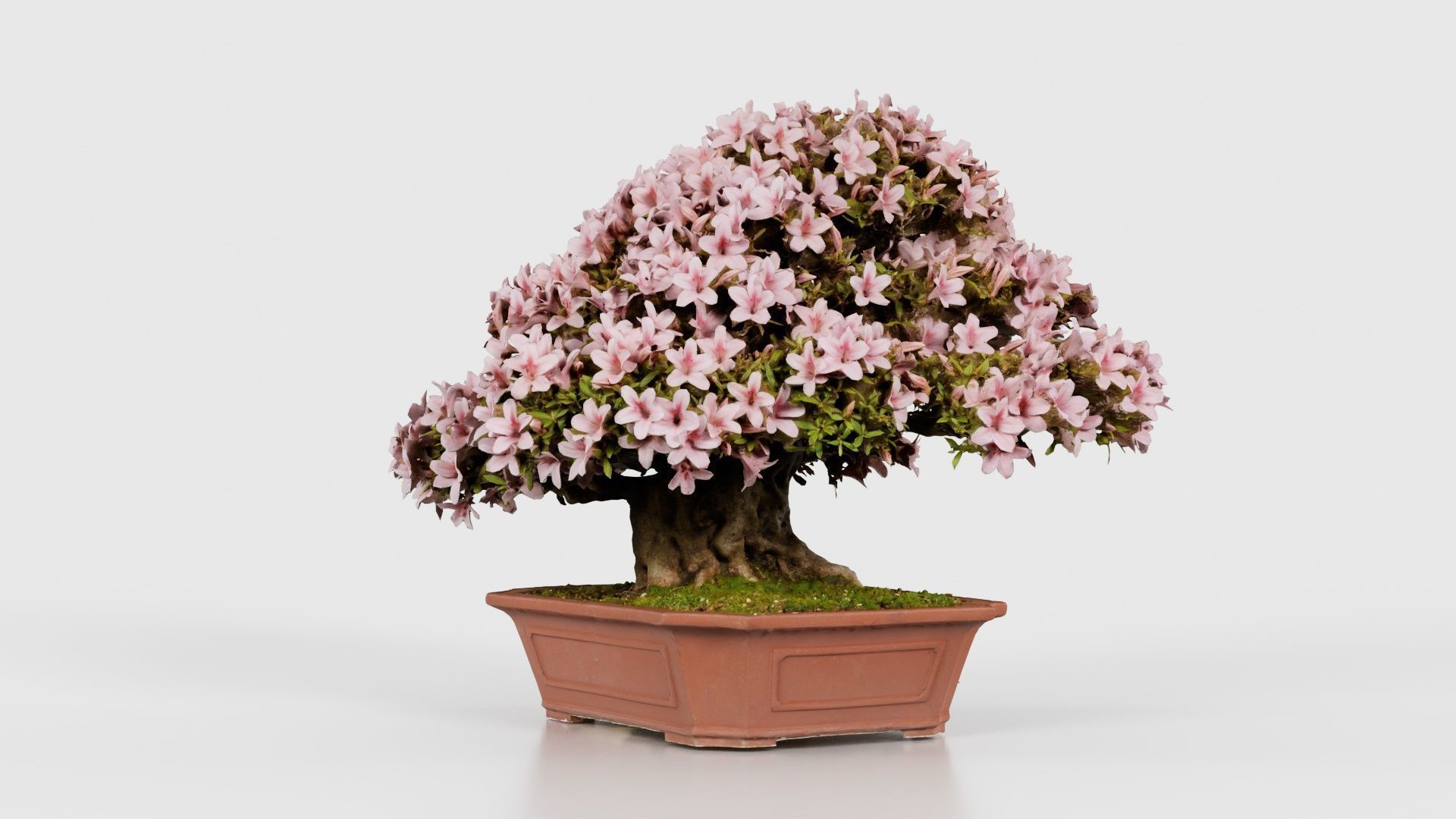 Satsuki Azalea Wide Light Pink Rhododendron Indicum Bonsai Tree Low-poly 3D model_19