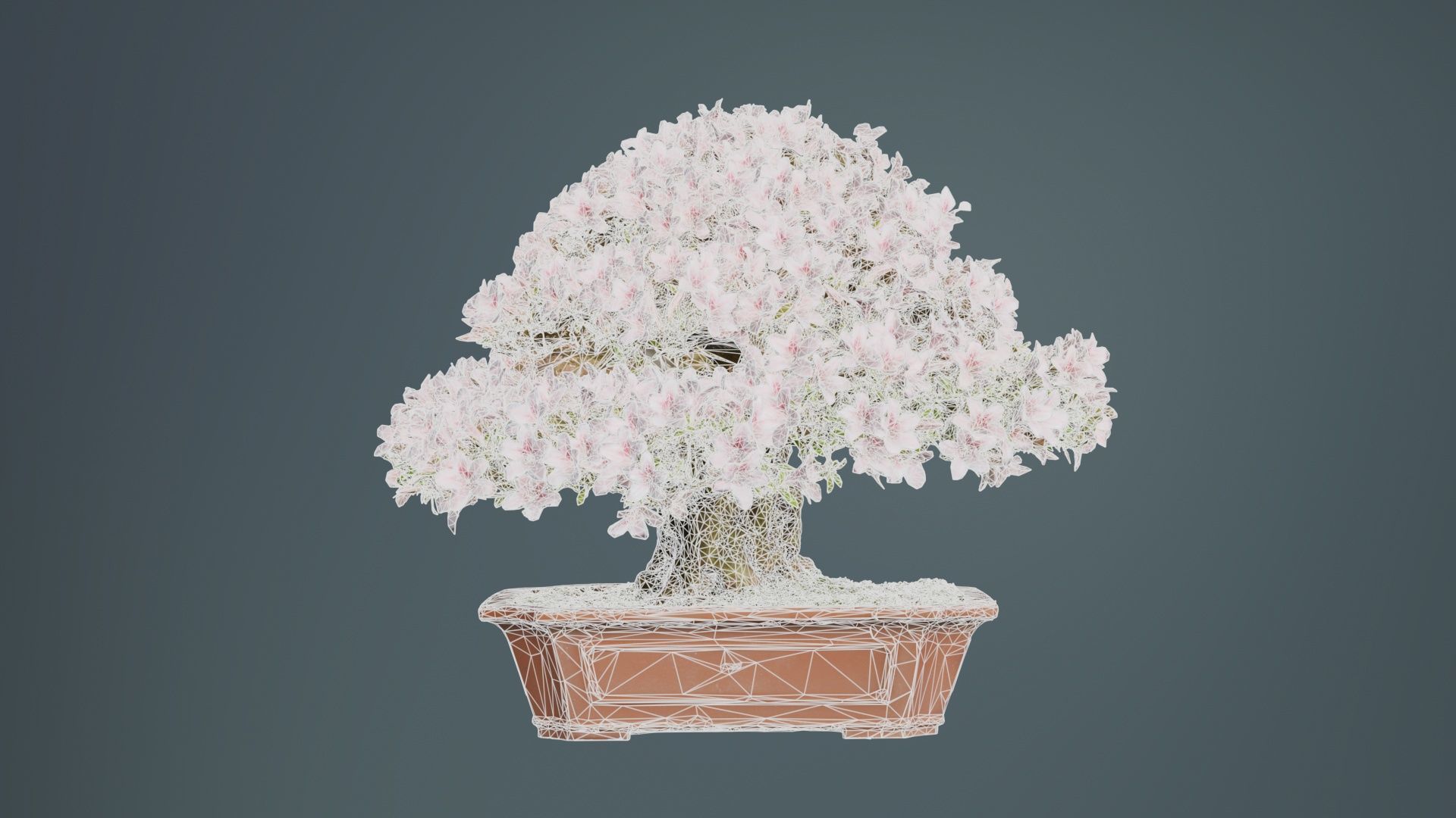 Satsuki Azalea Wide Light Pink Rhododendron Indicum Bonsai Tree Low-poly 3D model_10