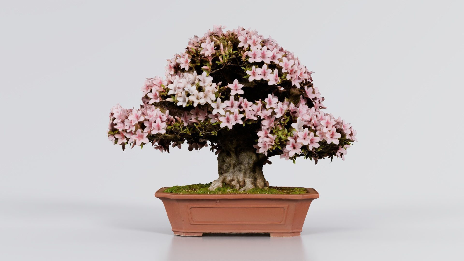 Satsuki Azalea Wide Light Pink Rhododendron Indicum Bonsai Tree Low-poly 3D model_2