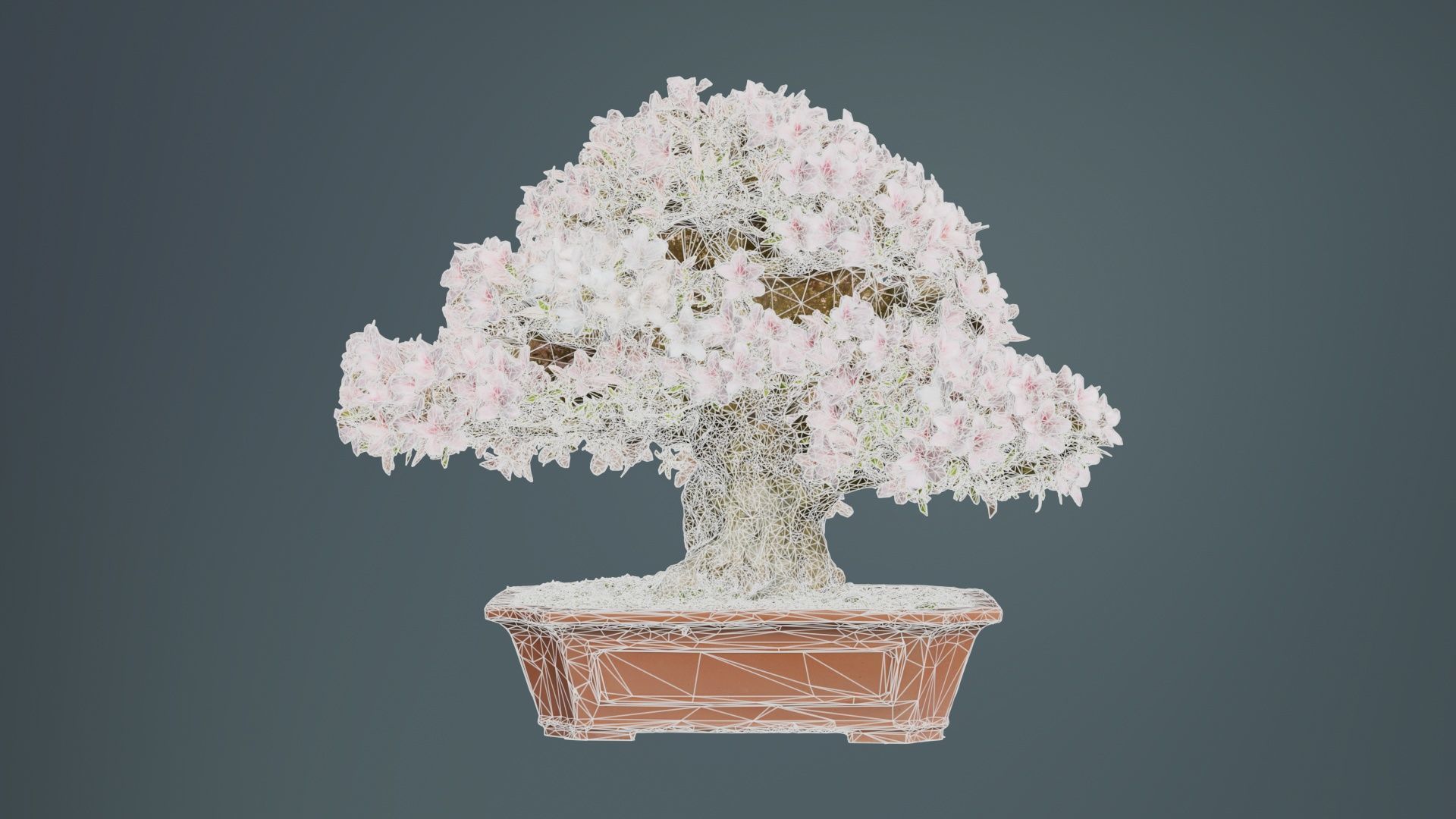 Satsuki Azalea Wide Light Pink Rhododendron Indicum Bonsai Tree Low-poly 3D model_9