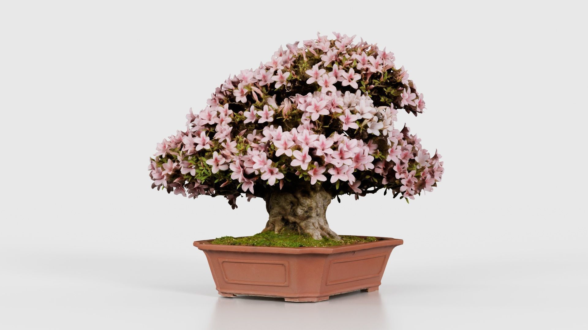 Satsuki Azalea Wide Light Pink Rhododendron Indicum Bonsai Tree Low-poly 3D model_17