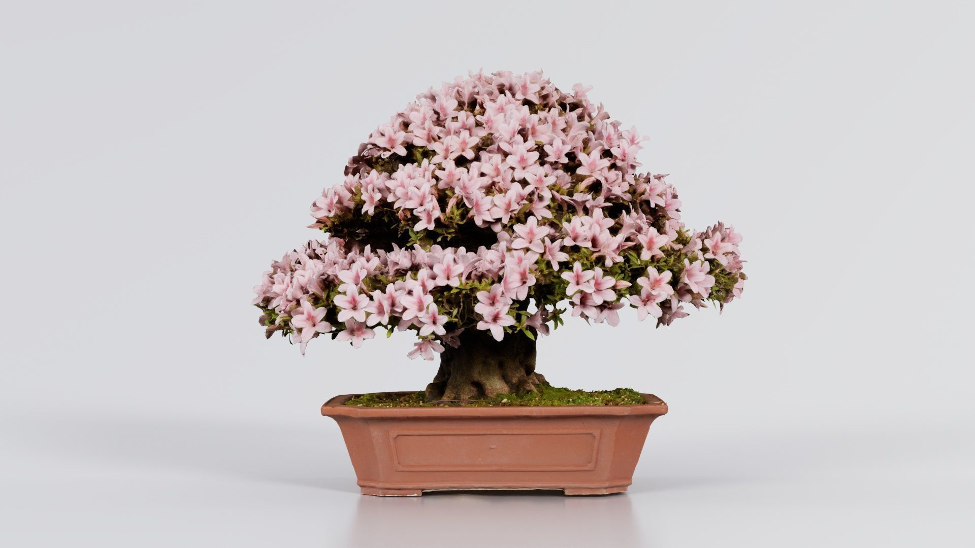 Satsuki Azalea Wide Light Pink Rhododendron Indicum Bonsai Tree Low-poly 3D model_7