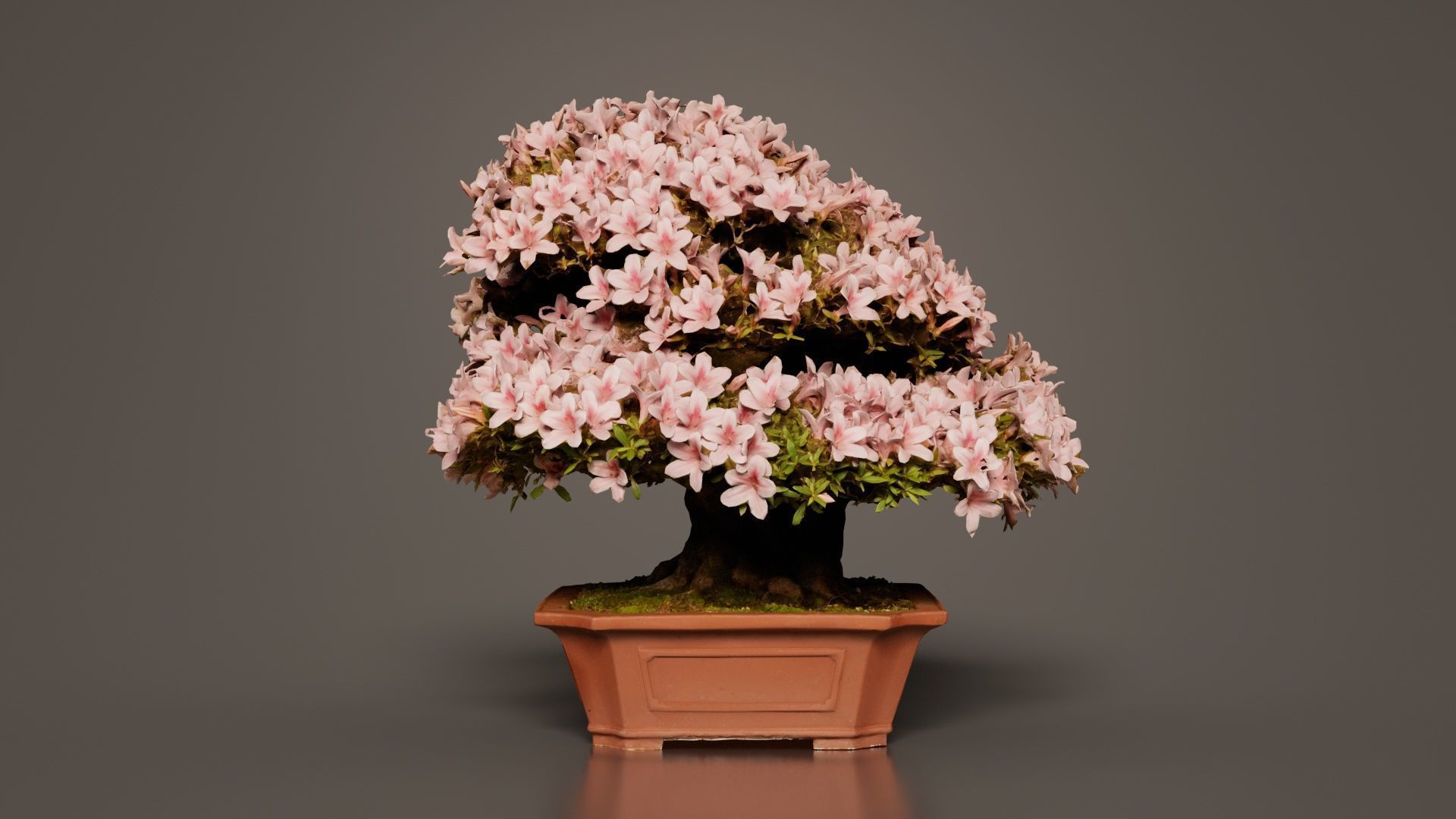 Satsuki Azalea Wide Light Pink Rhododendron Indicum Bonsai Tree Low-poly 3D model_8