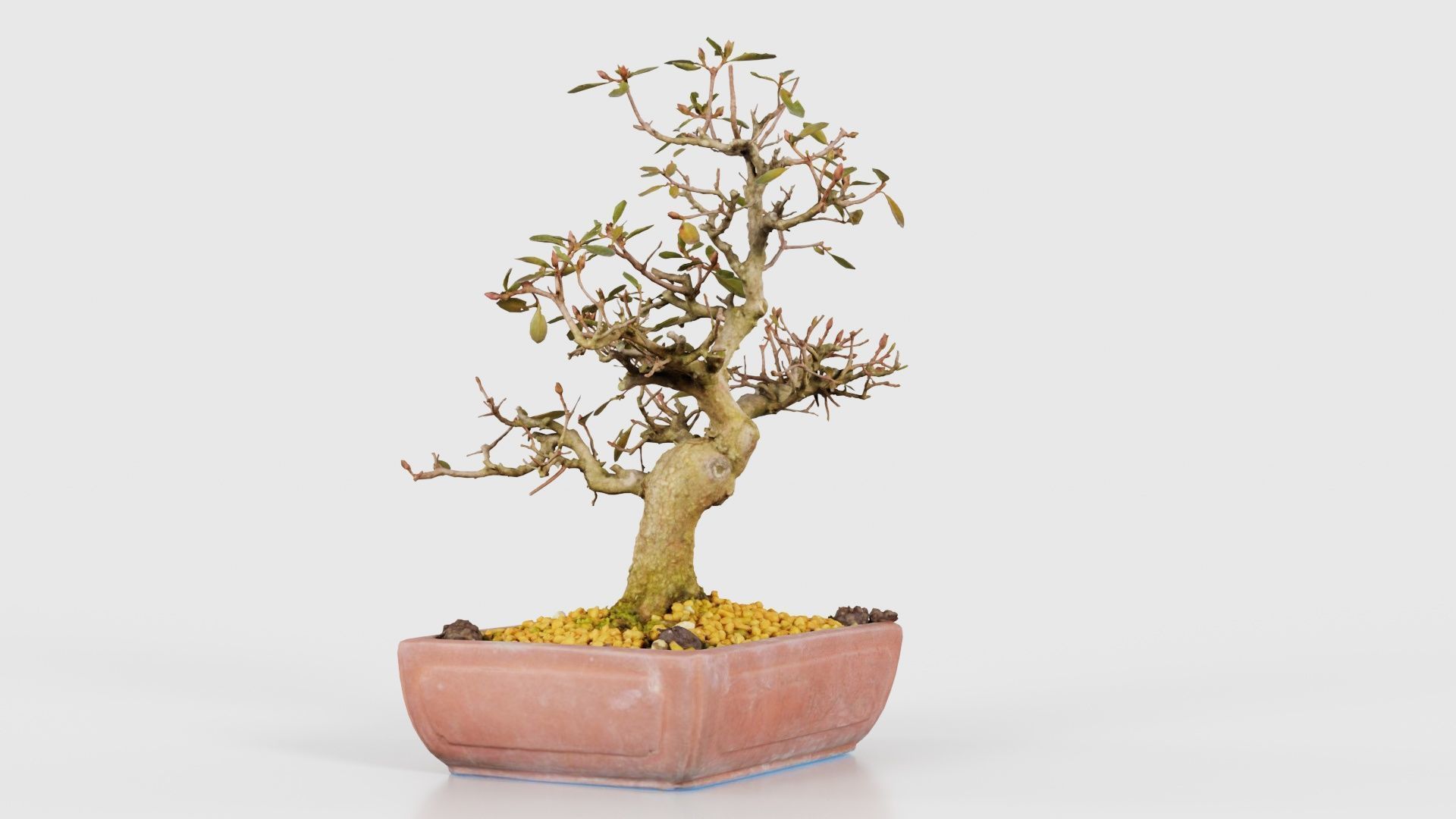 Carmona Bonsai Tree Branches Carmonas Carmona Microphylla Low-poly 3D model_17
