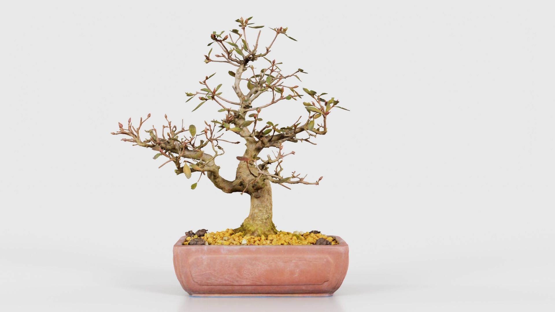 Carmona Bonsai Tree Branches Carmonas Carmona Microphylla Low-poly 3D model_21