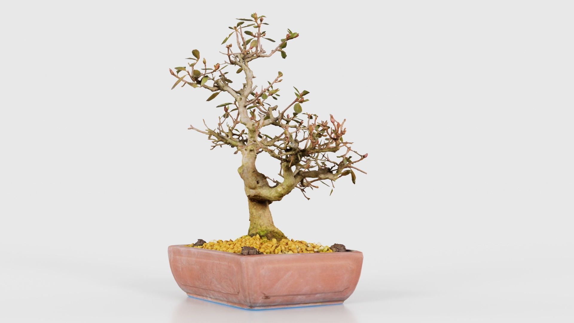 Carmona Bonsai Tree Branches Carmonas Carmona Microphylla Low-poly 3D model_25