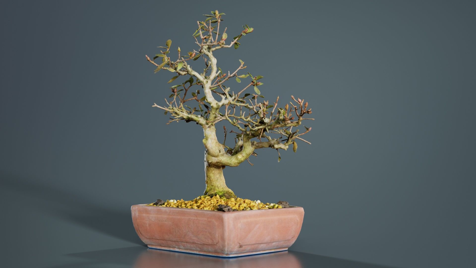 Carmona Bonsai Tree Branches Carmonas Carmona Microphylla Low-poly 3D model_8