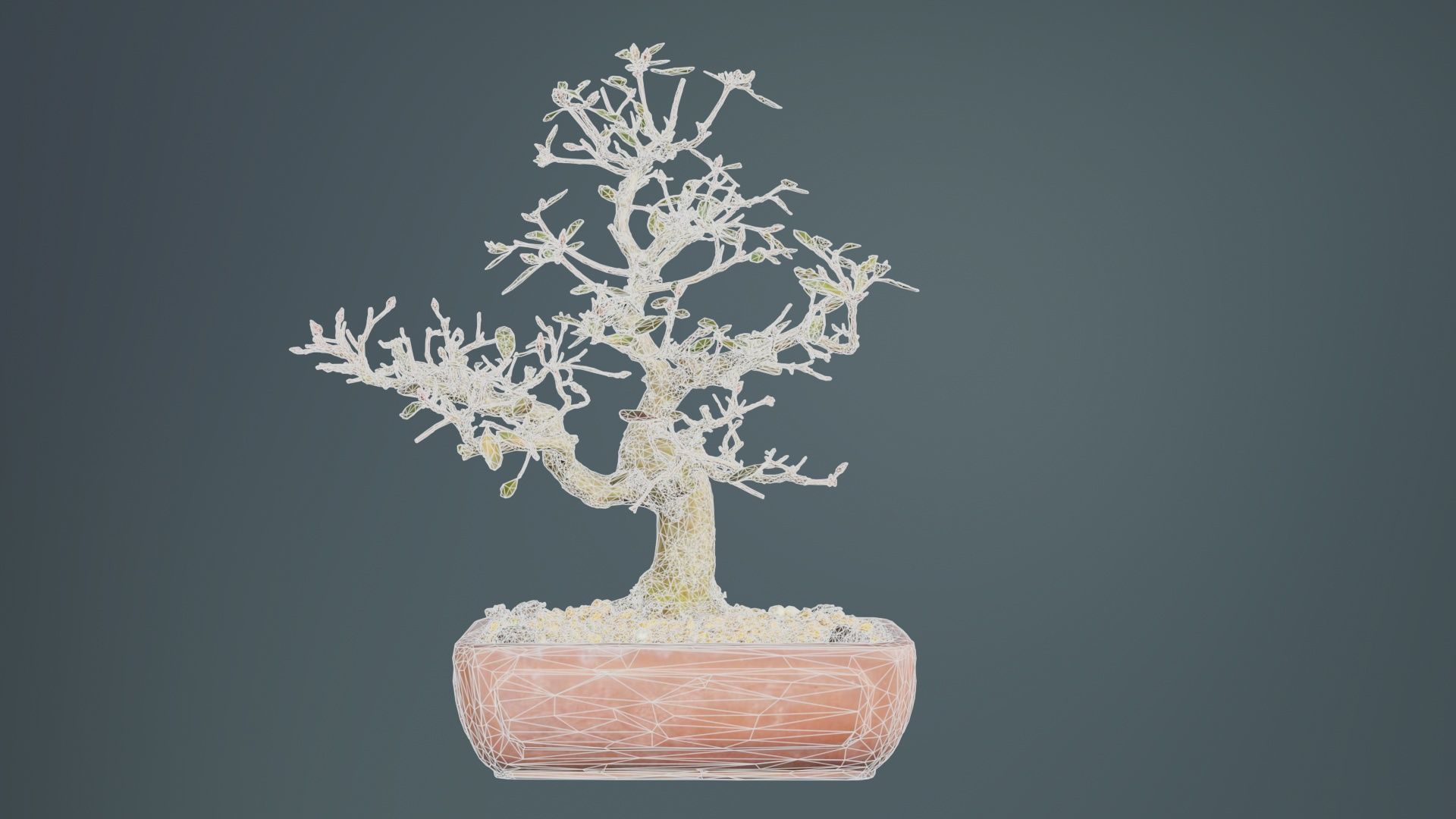 Carmona Bonsai Tree Branches Carmonas Carmona Microphylla Low-poly 3D model_10