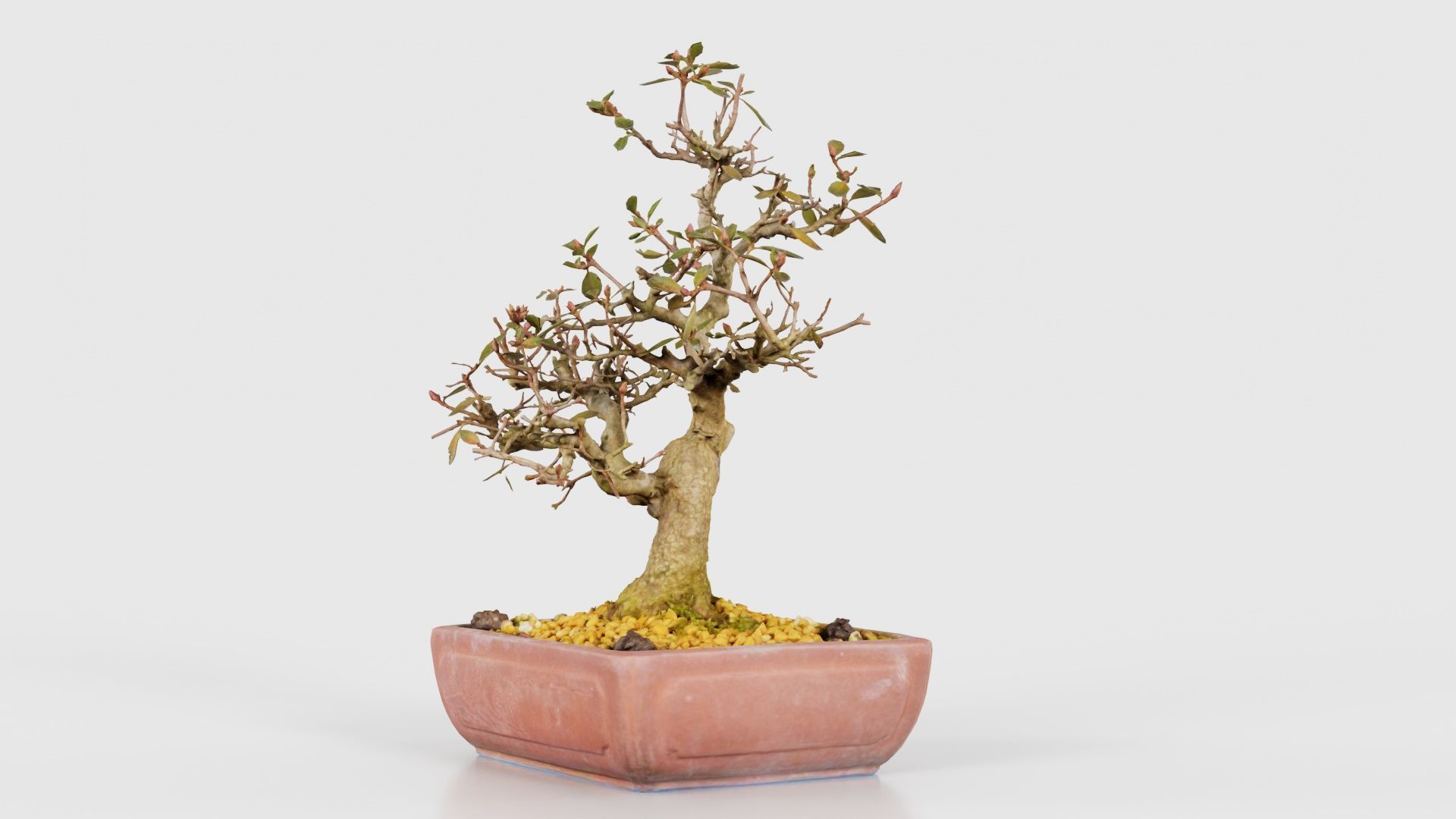 Carmona Bonsai Tree Branches Carmonas Carmona Microphylla Low-poly 3D model_19