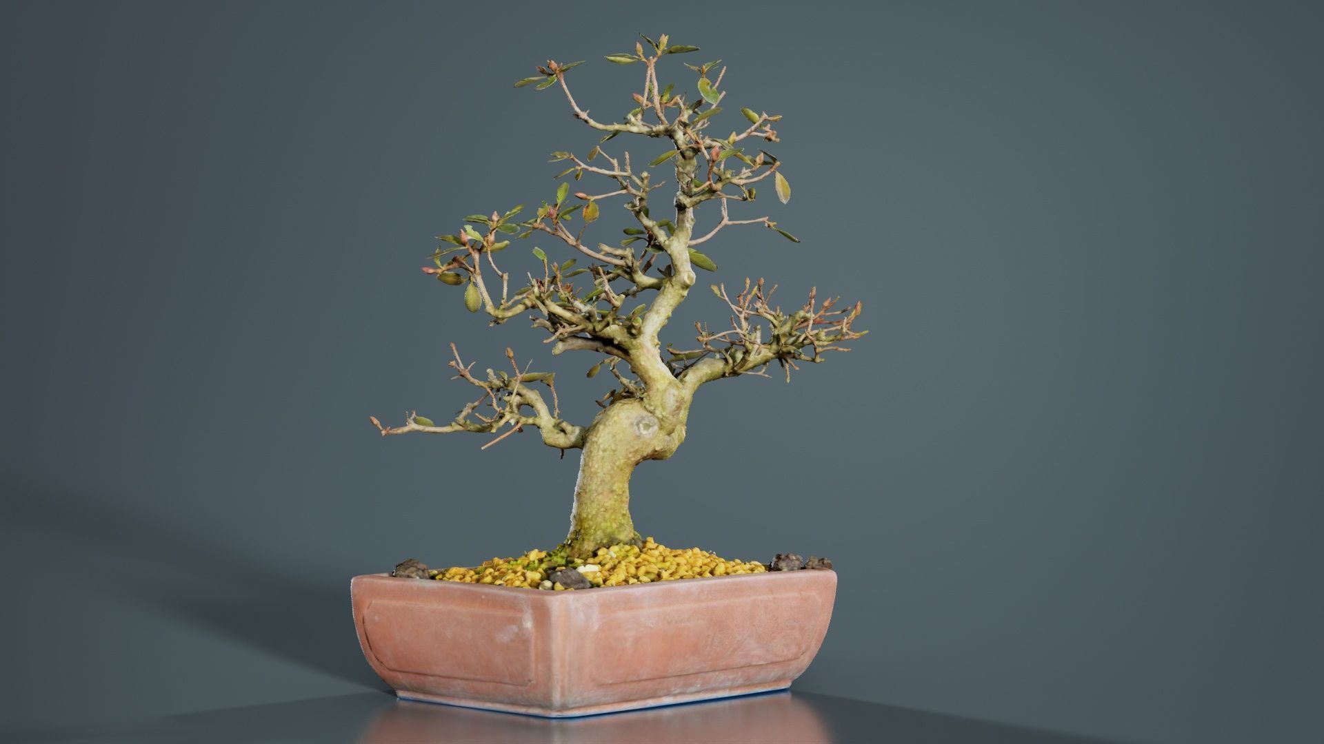 Carmona Bonsai Tree Branches Carmonas Carmona Microphylla Low-poly 3D model_5