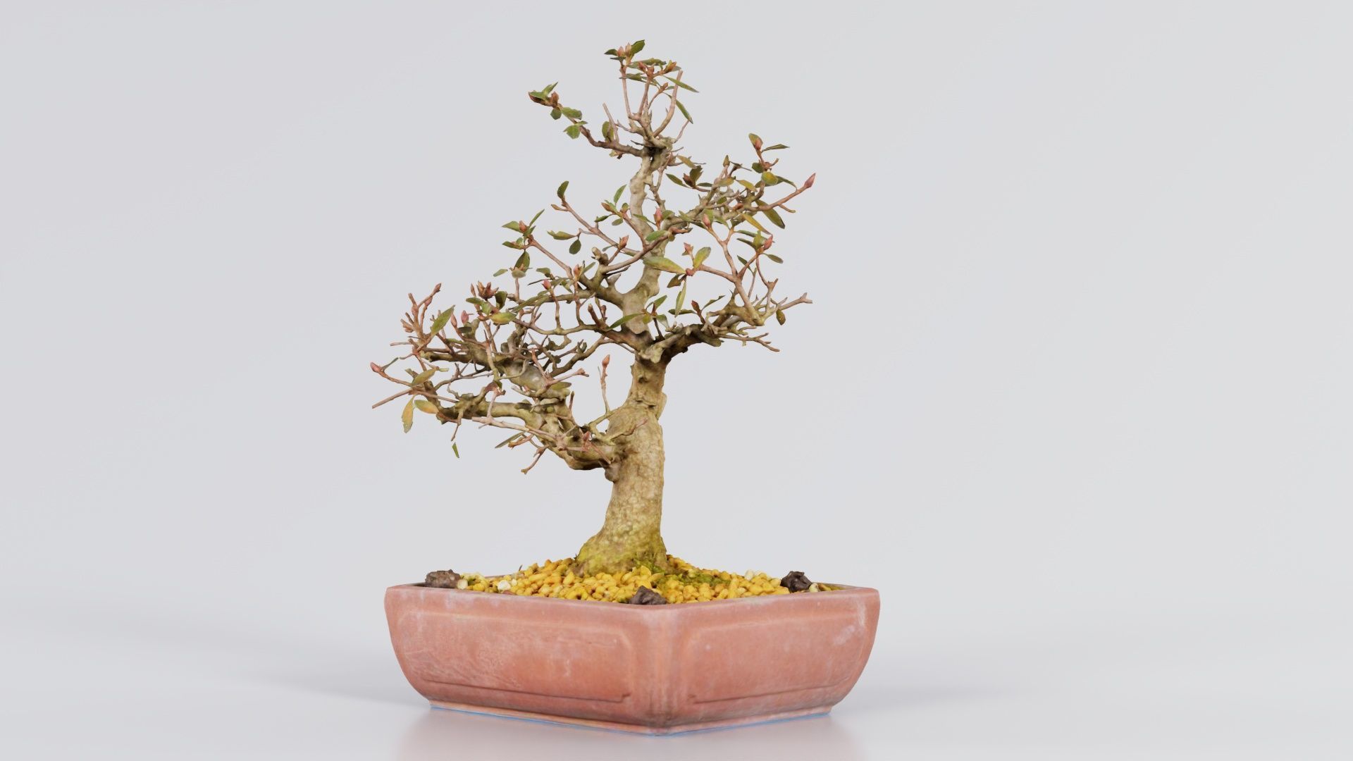 Carmona Bonsai Tree Branches Carmonas Carmona Microphylla Low-poly 3D model_3