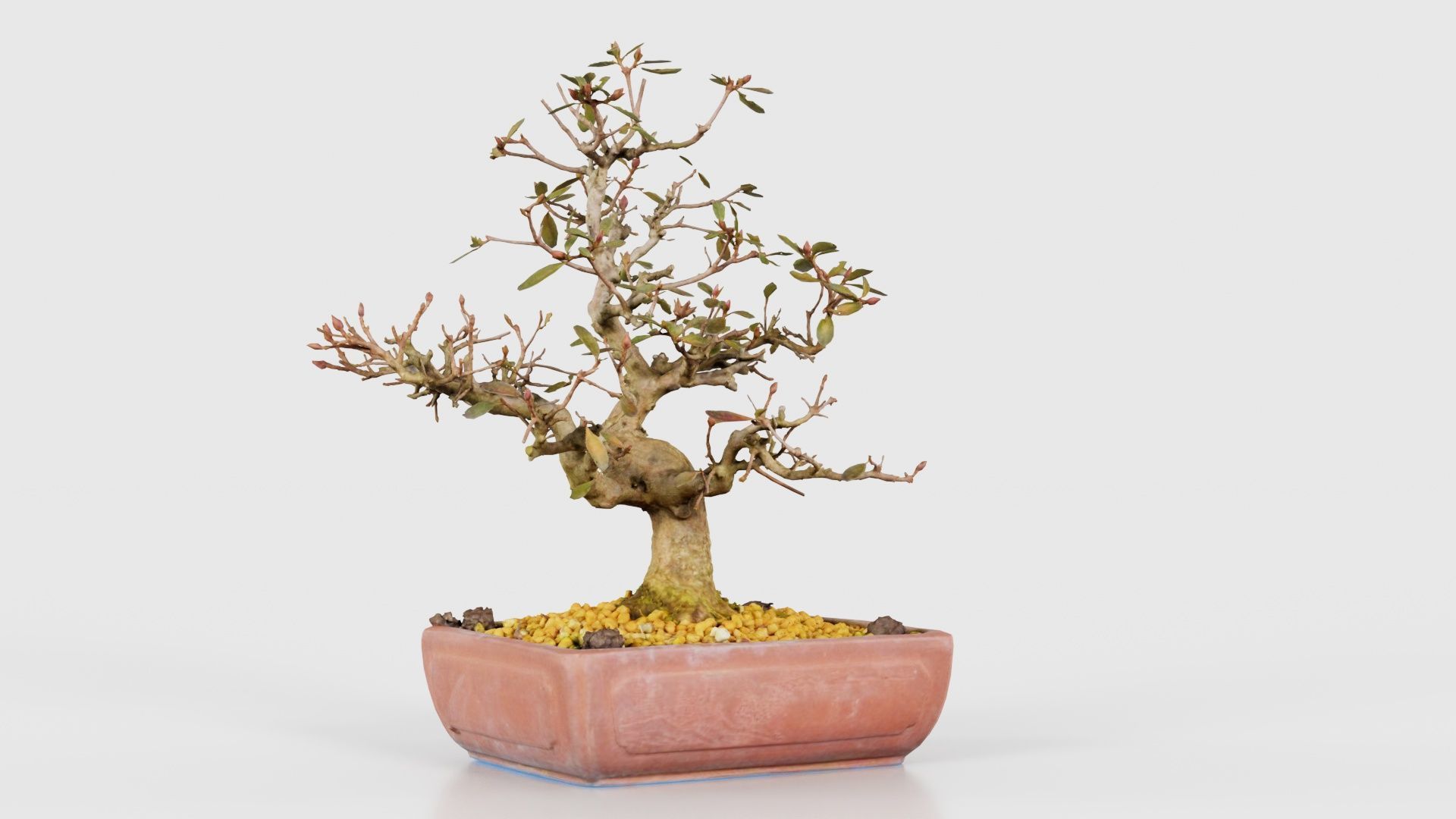 Carmona Bonsai Tree Branches Carmonas Carmona Microphylla Low-poly 3D model_22