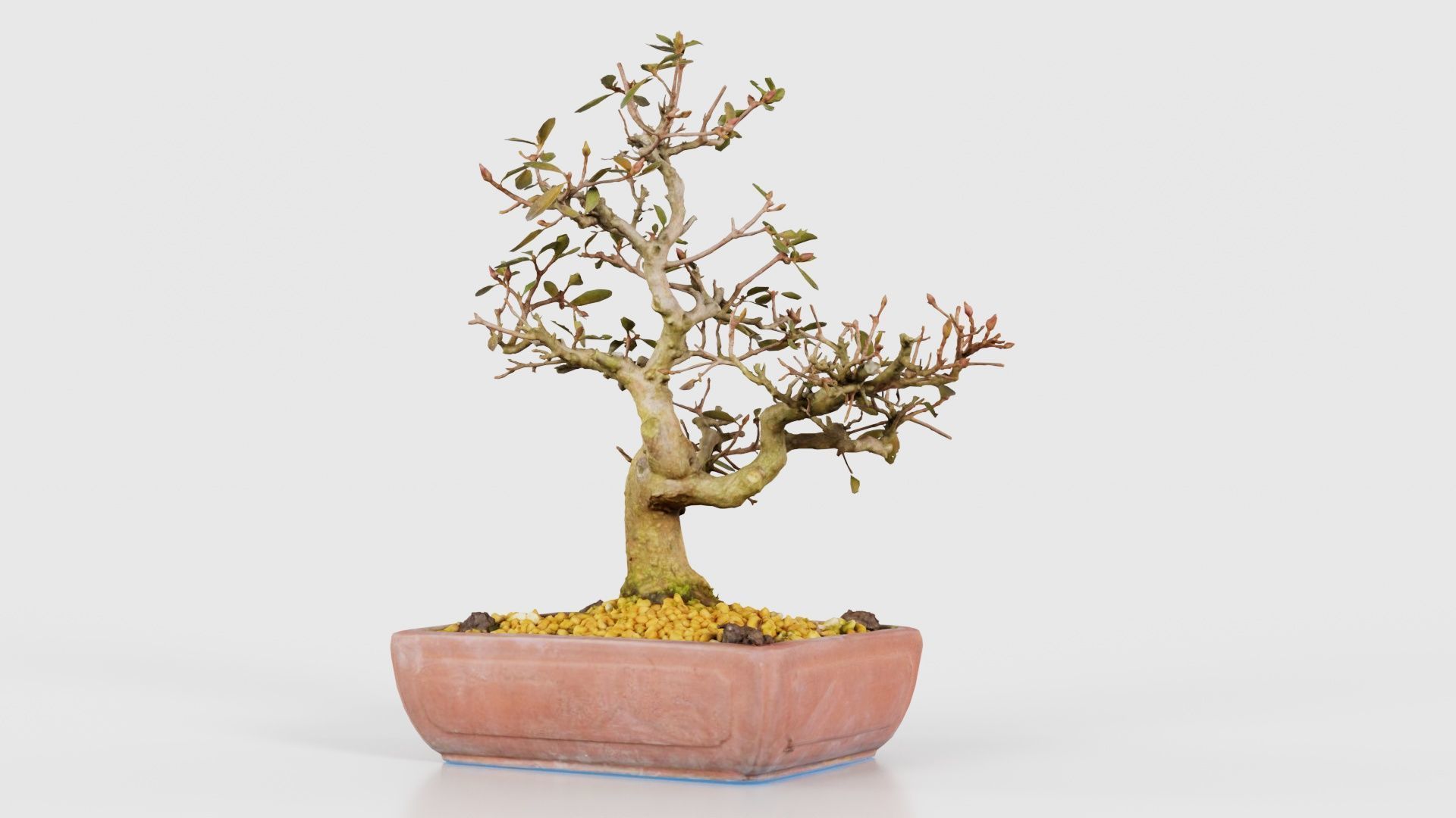 Carmona Bonsai Tree Branches Carmonas Carmona Microphylla Low-poly 3D model_26