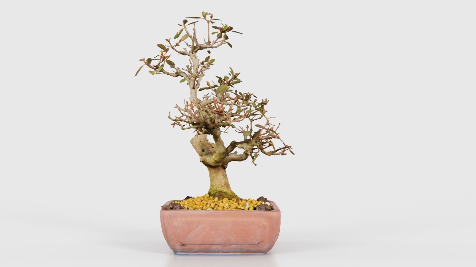 Carmona Bonsai Tree Branches Carmonas Carmona Microphylla Low-poly 3D model_24
