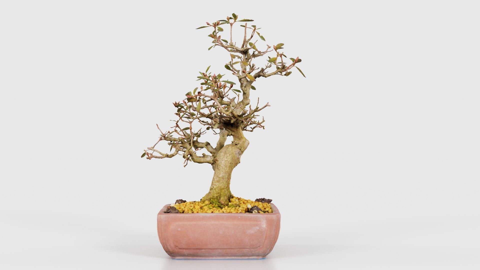 Carmona Bonsai Tree Branches Carmonas Carmona Microphylla Low-poly 3D model_18