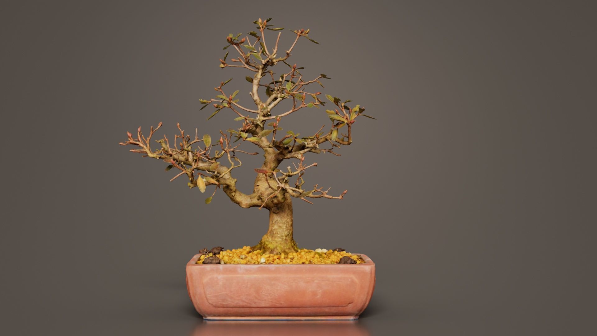 Carmona Bonsai Tree Branches Carmonas Carmona Microphylla Low-poly 3D model_1