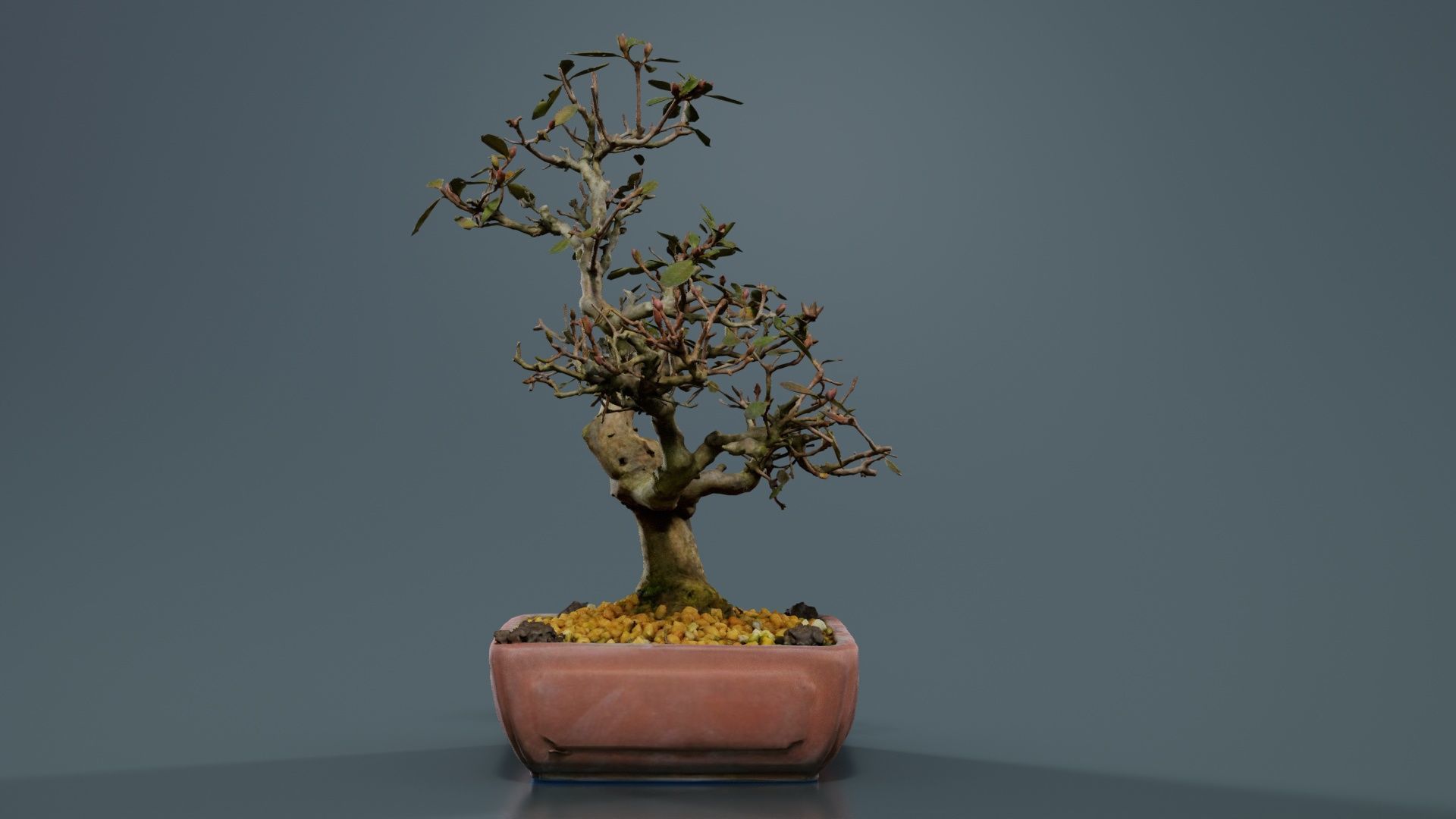 Carmona Bonsai Tree Branches Carmonas Carmona Microphylla Low-poly 3D model_7