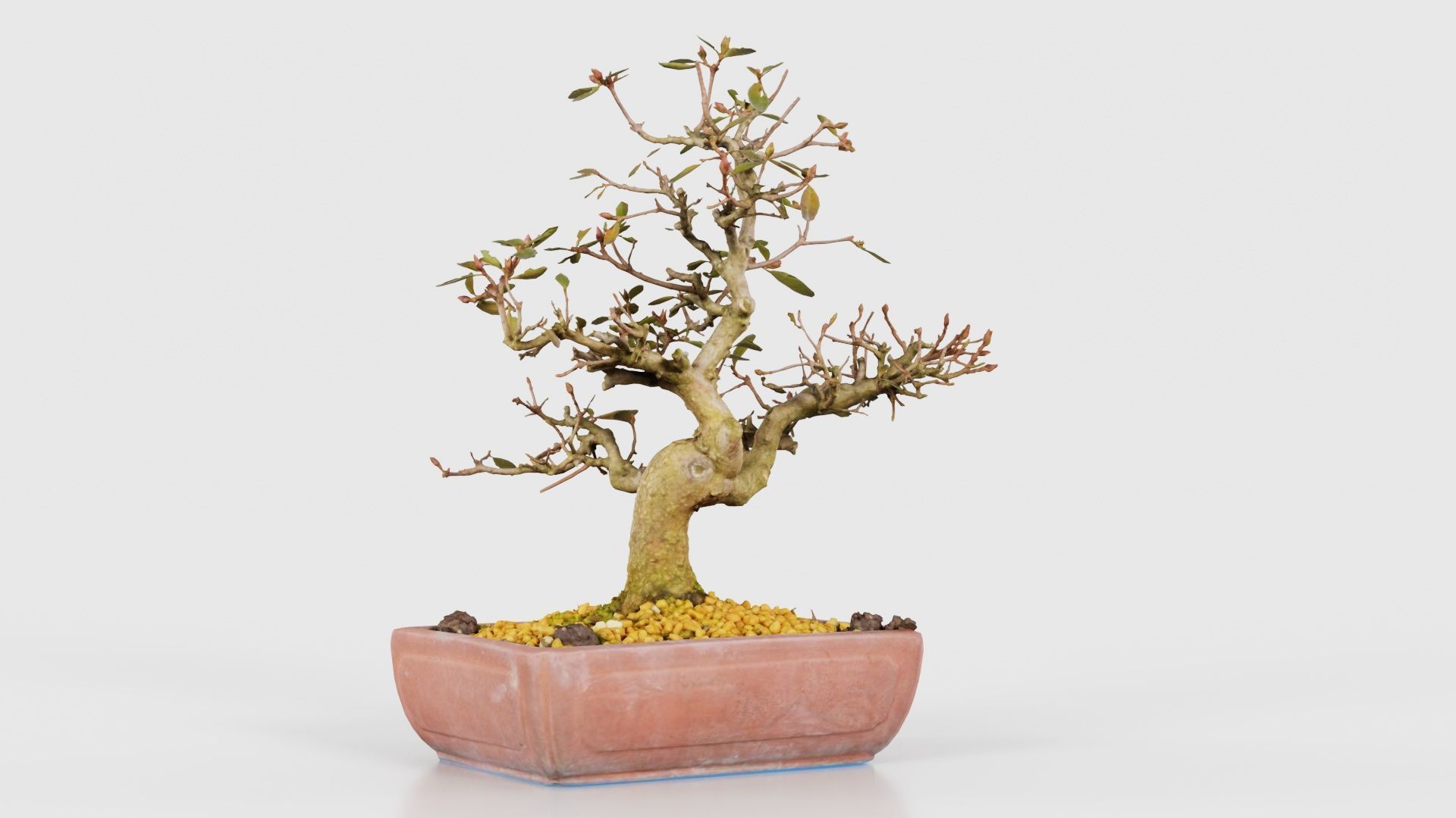 Carmona Bonsai Tree Branches Carmonas Carmona Microphylla Low-poly 3D model_16