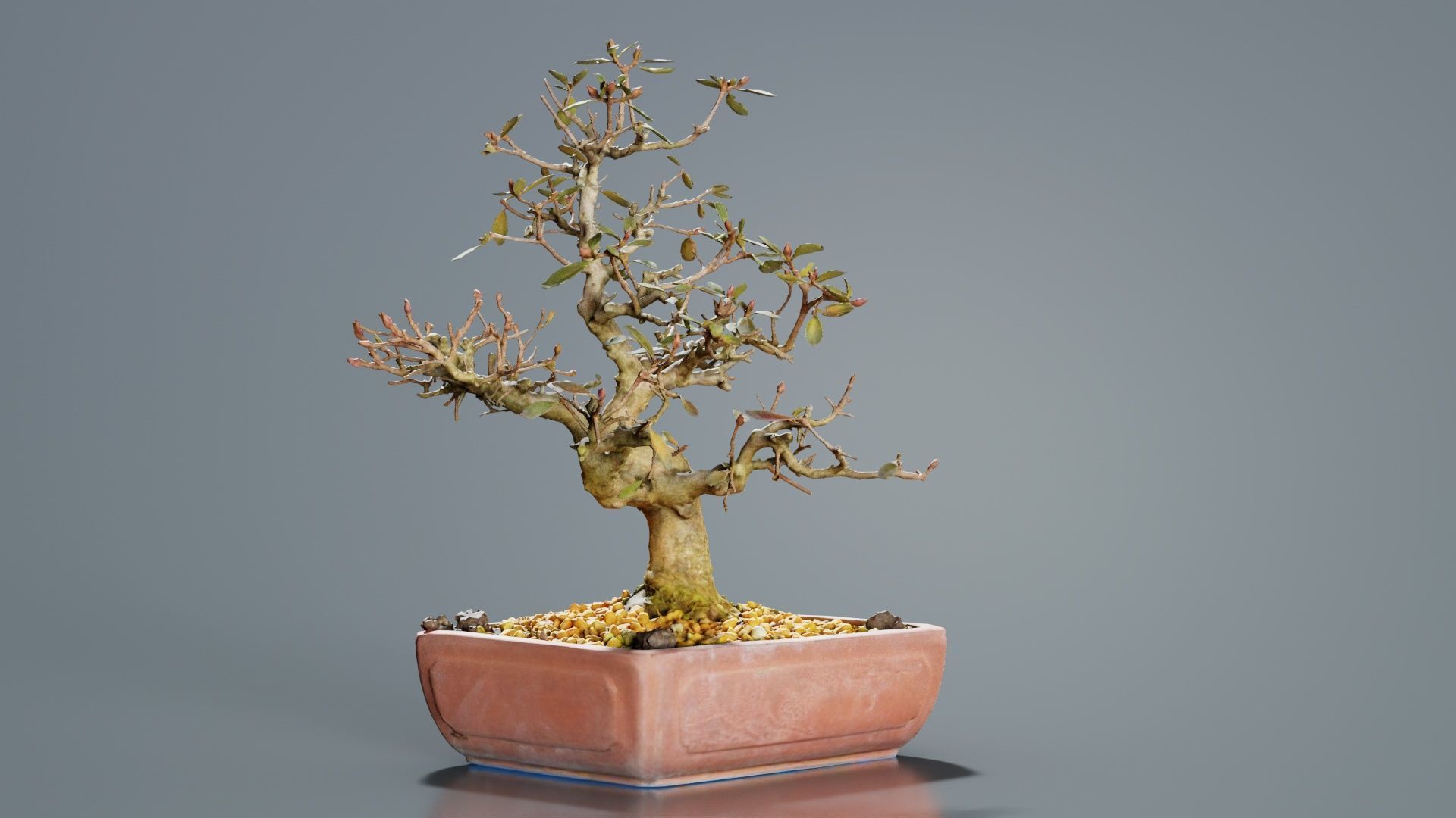 Carmona Bonsai Tree Branches Carmonas Carmona Microphylla Low-poly 3D model_2