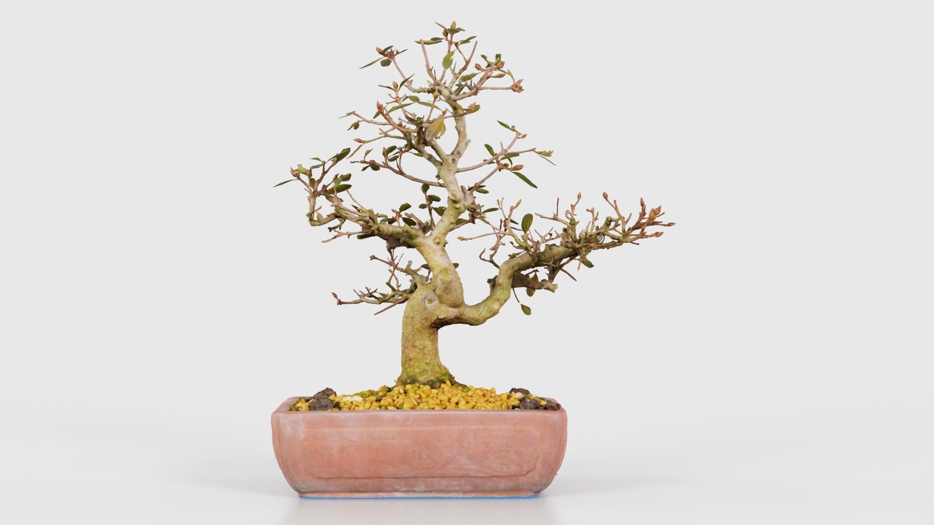 Carmona Bonsai Tree Branches Carmonas Carmona Microphylla Low-poly 3D model_15