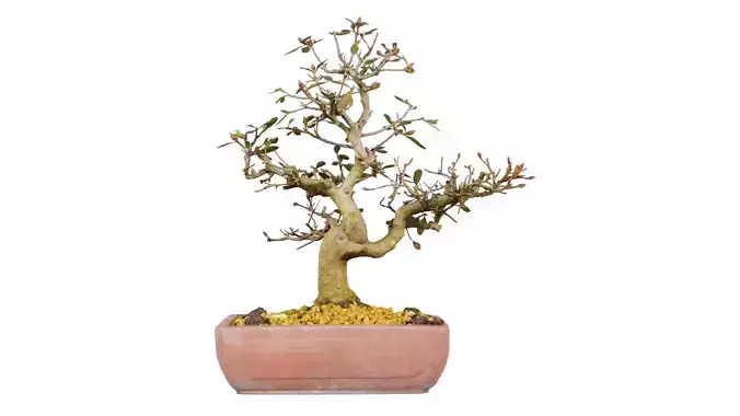 Carmona Bonsai Tree Branches Carmonas Carmona Microphylla Low-poly 3D model