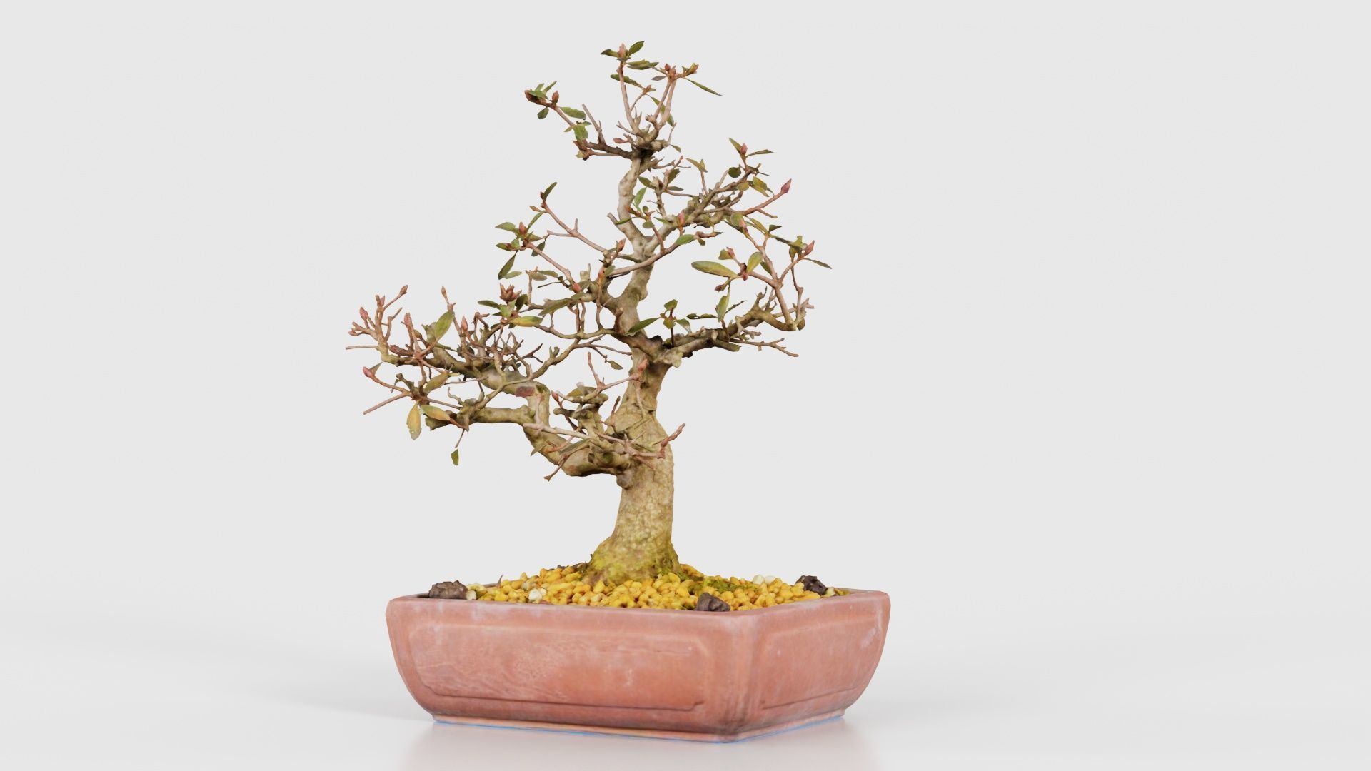 Carmona Bonsai Tree Branches Carmonas Carmona Microphylla Low-poly 3D model_20
