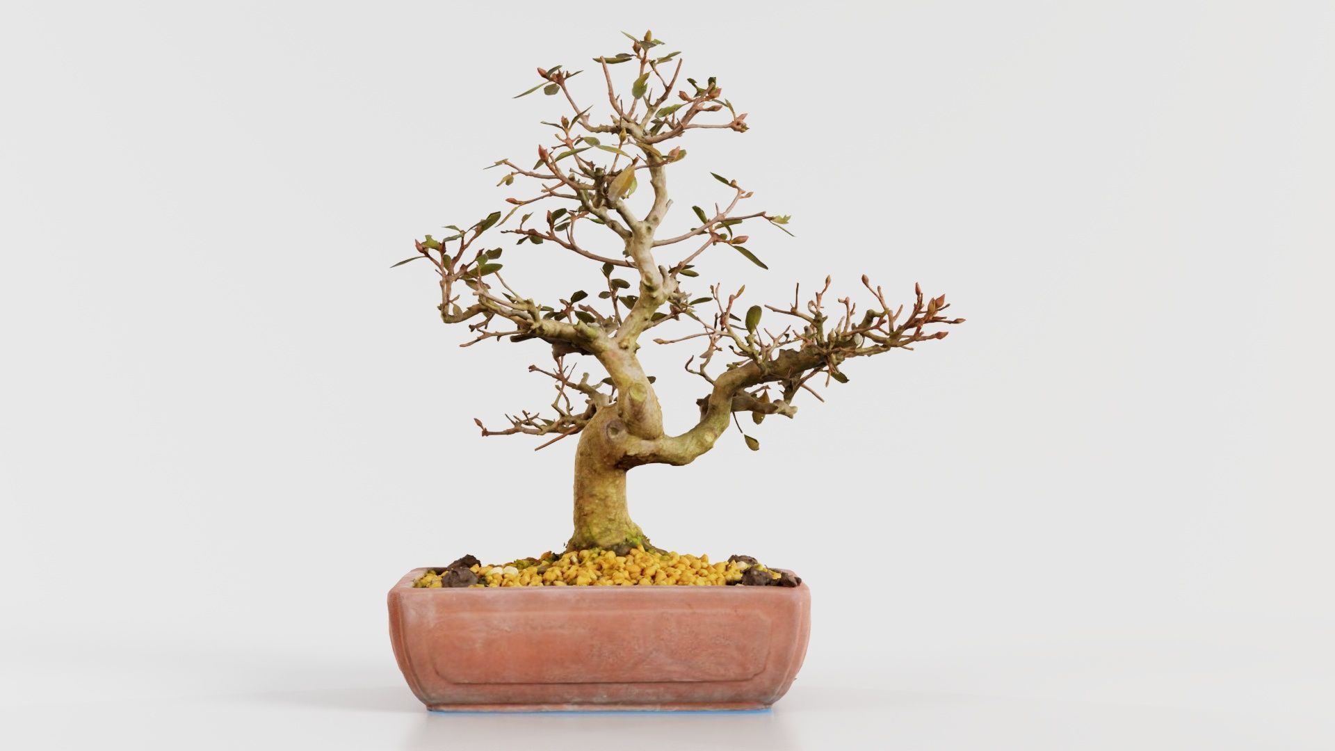Carmona Bonsai Tree Branches Carmonas Carmona Microphylla Low-poly 3D model_6