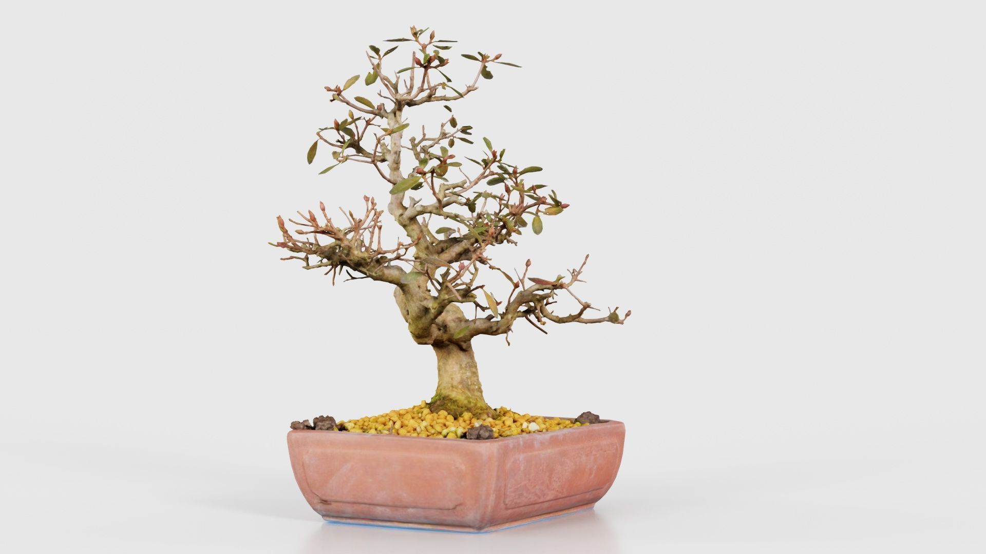 Carmona Bonsai Tree Branches Carmonas Carmona Microphylla Low-poly 3D model_23