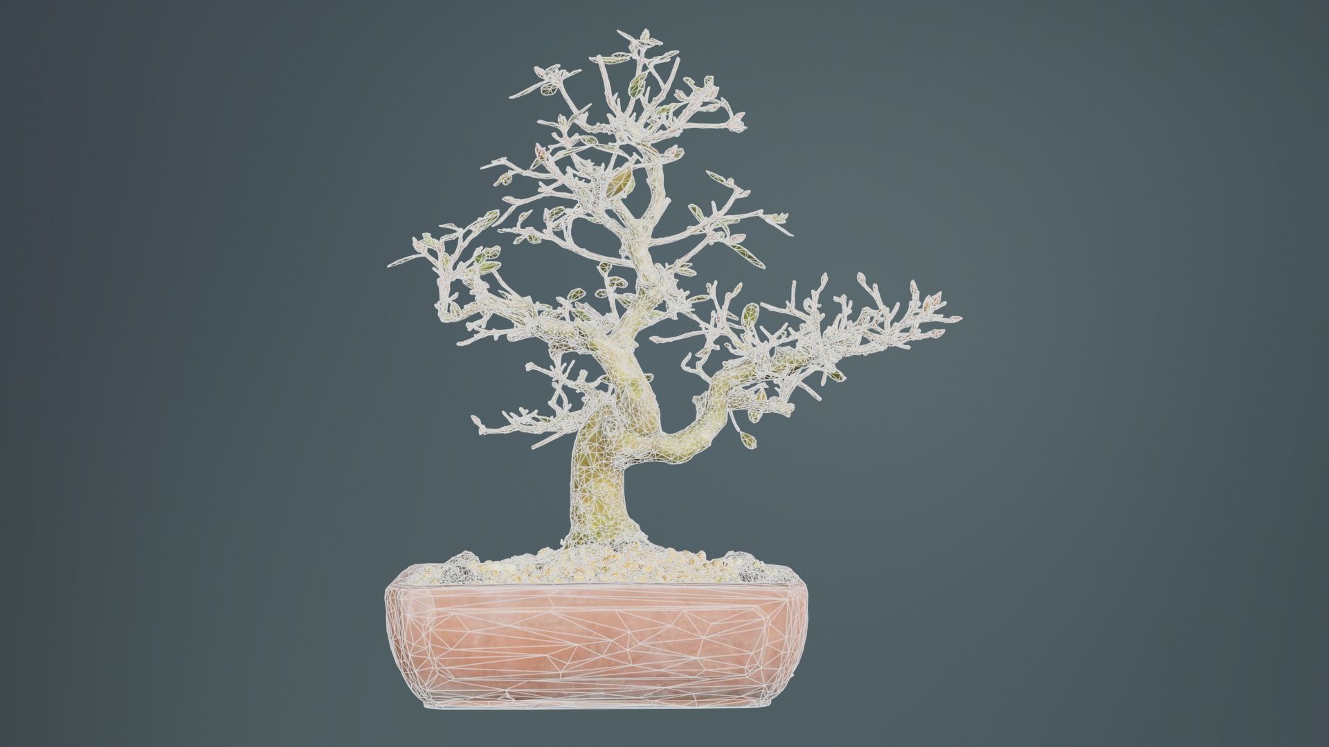 Carmona Bonsai Tree Branches Carmonas Carmona Microphylla Low-poly 3D model_9