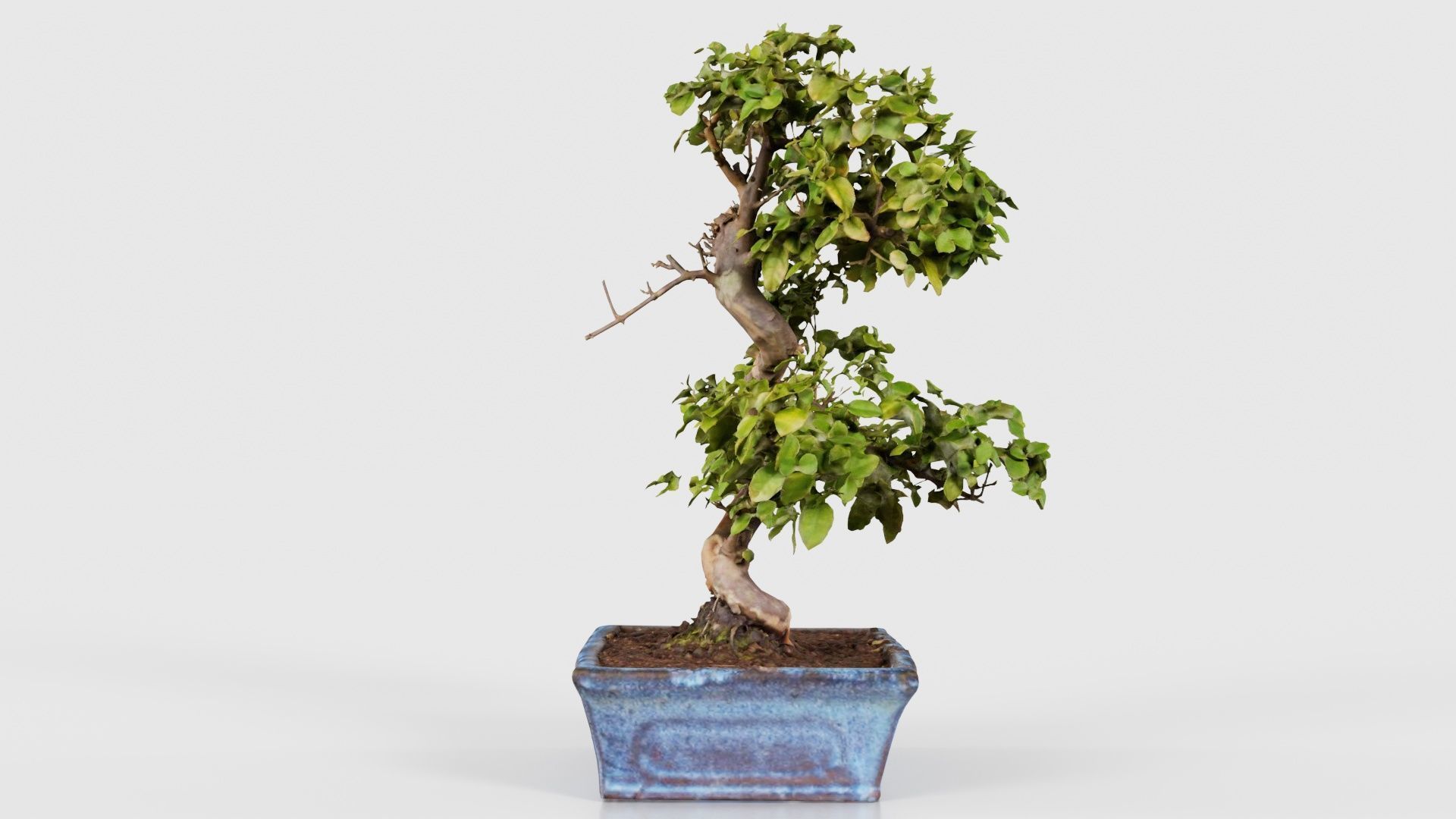 Carmona Bonsai Tree Carmonas Carmona Microphylla Low-poly 3D model_24