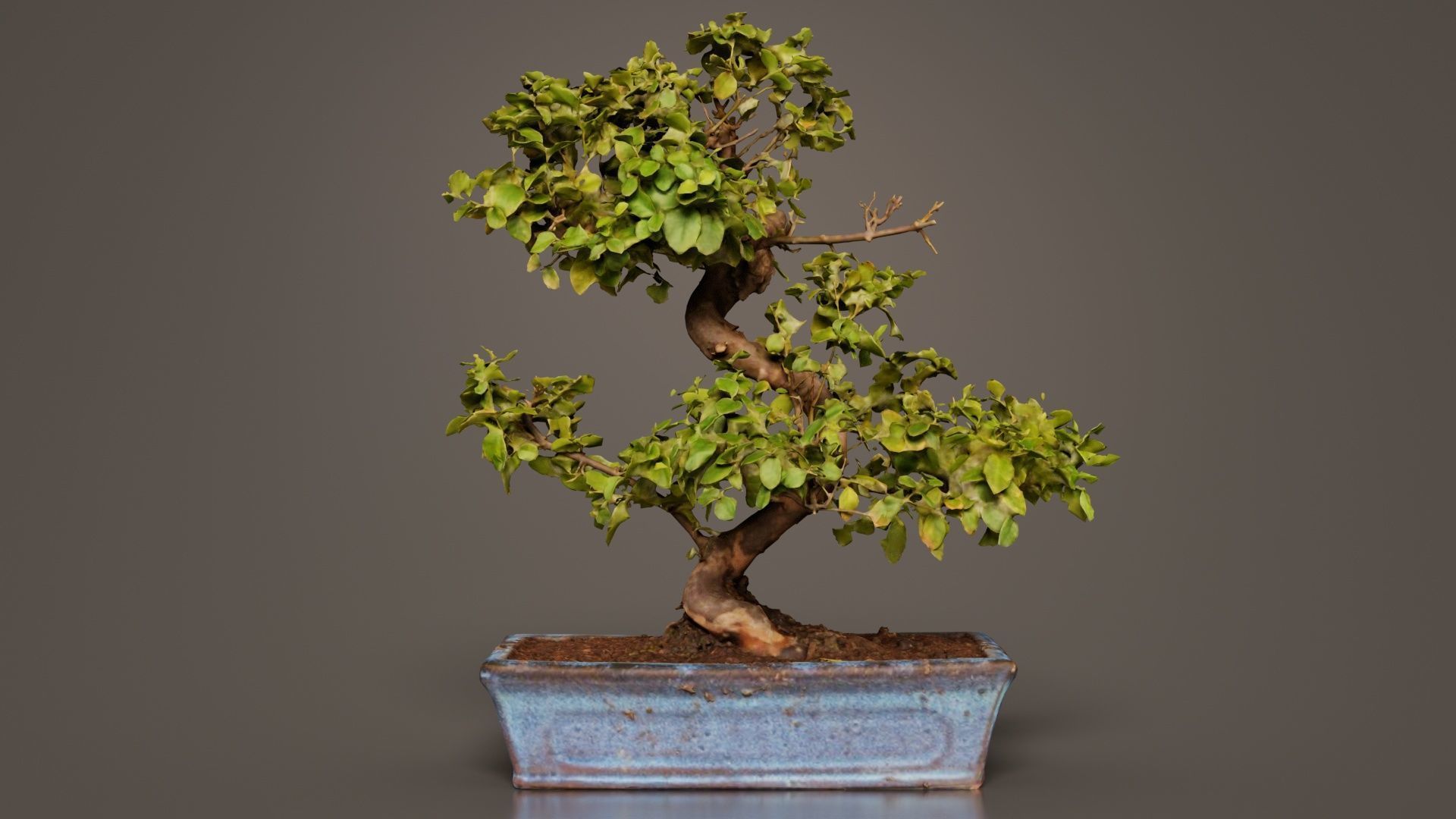 Carmona Bonsai Tree Carmonas Carmona Microphylla Low-poly 3D model_3