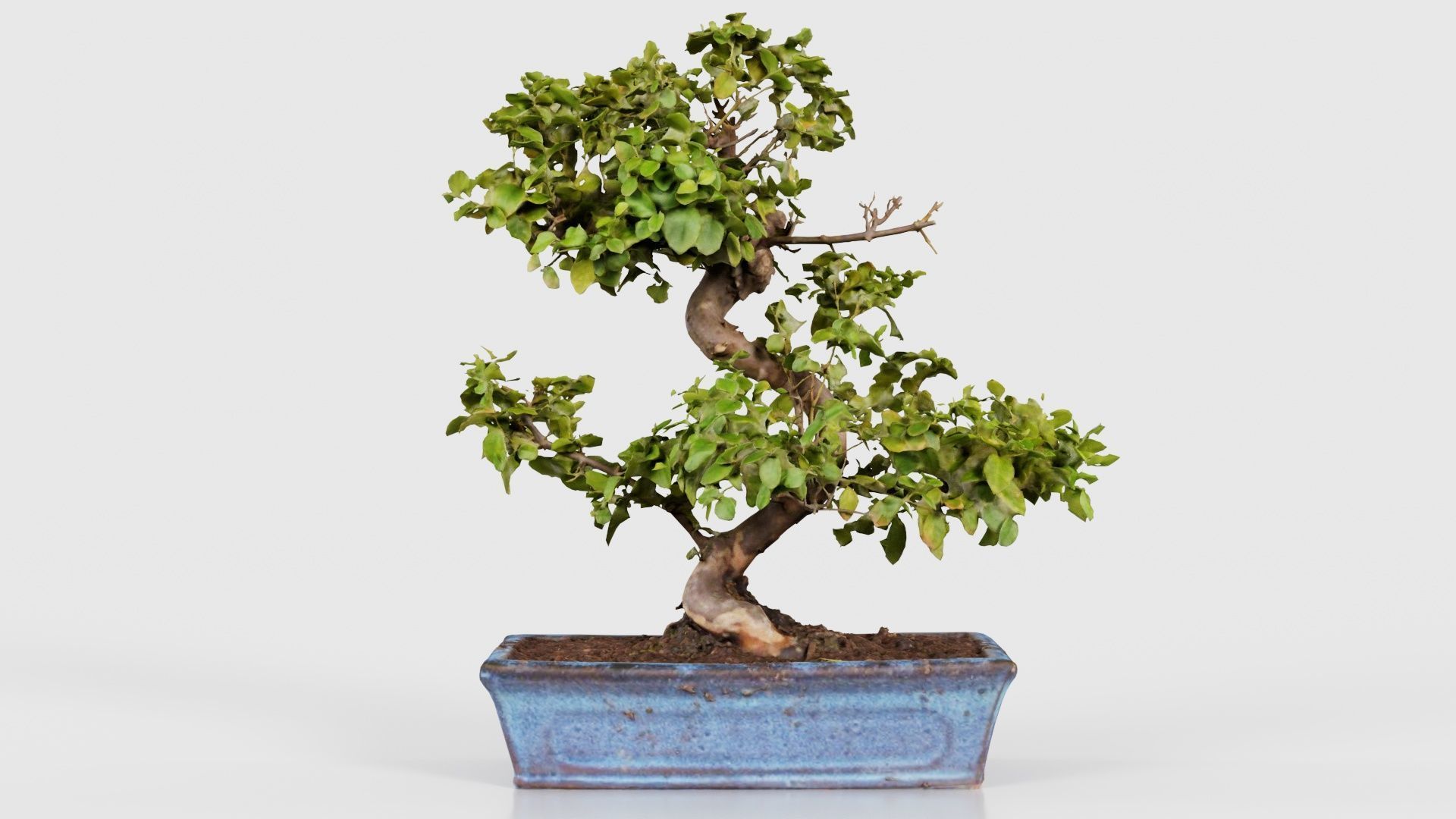 Carmona Bonsai Tree Carmonas Carmona Microphylla Low-poly 3D model_21