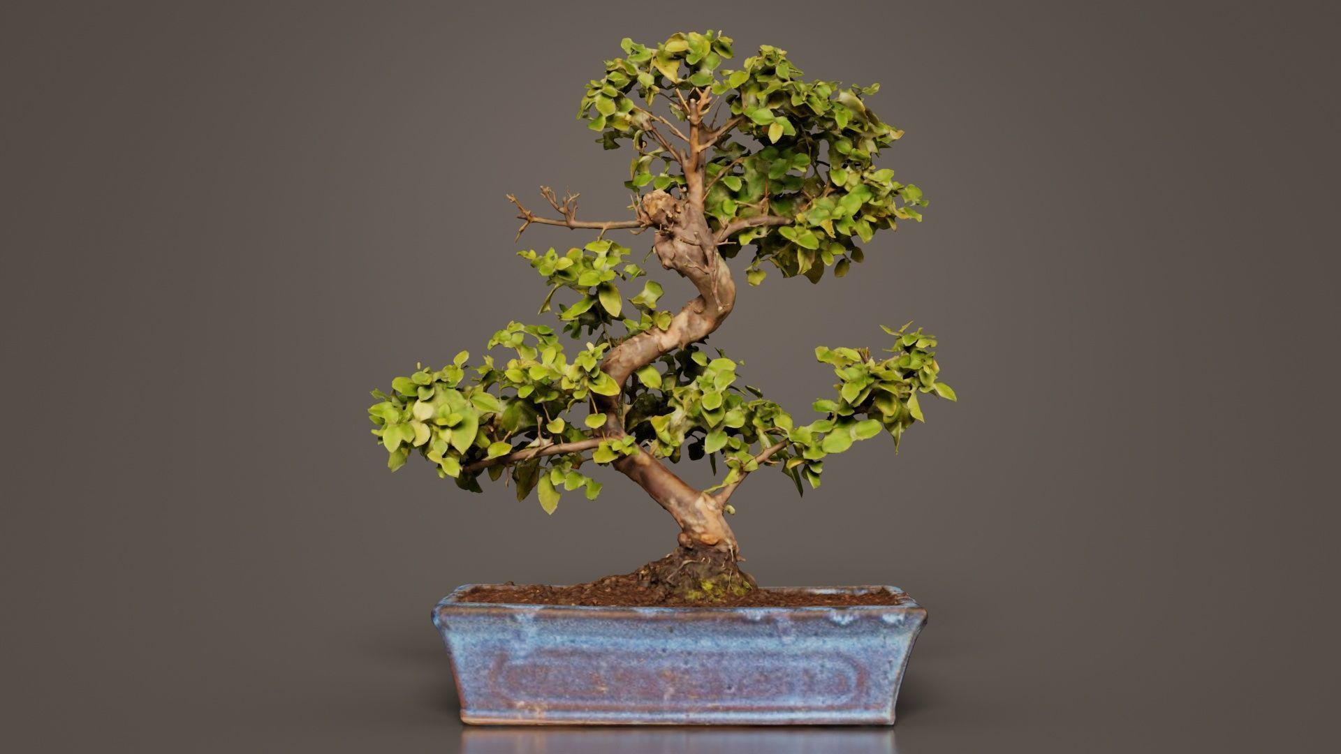 Carmona Bonsai Tree Carmonas Carmona Microphylla Low-poly 3D model_7