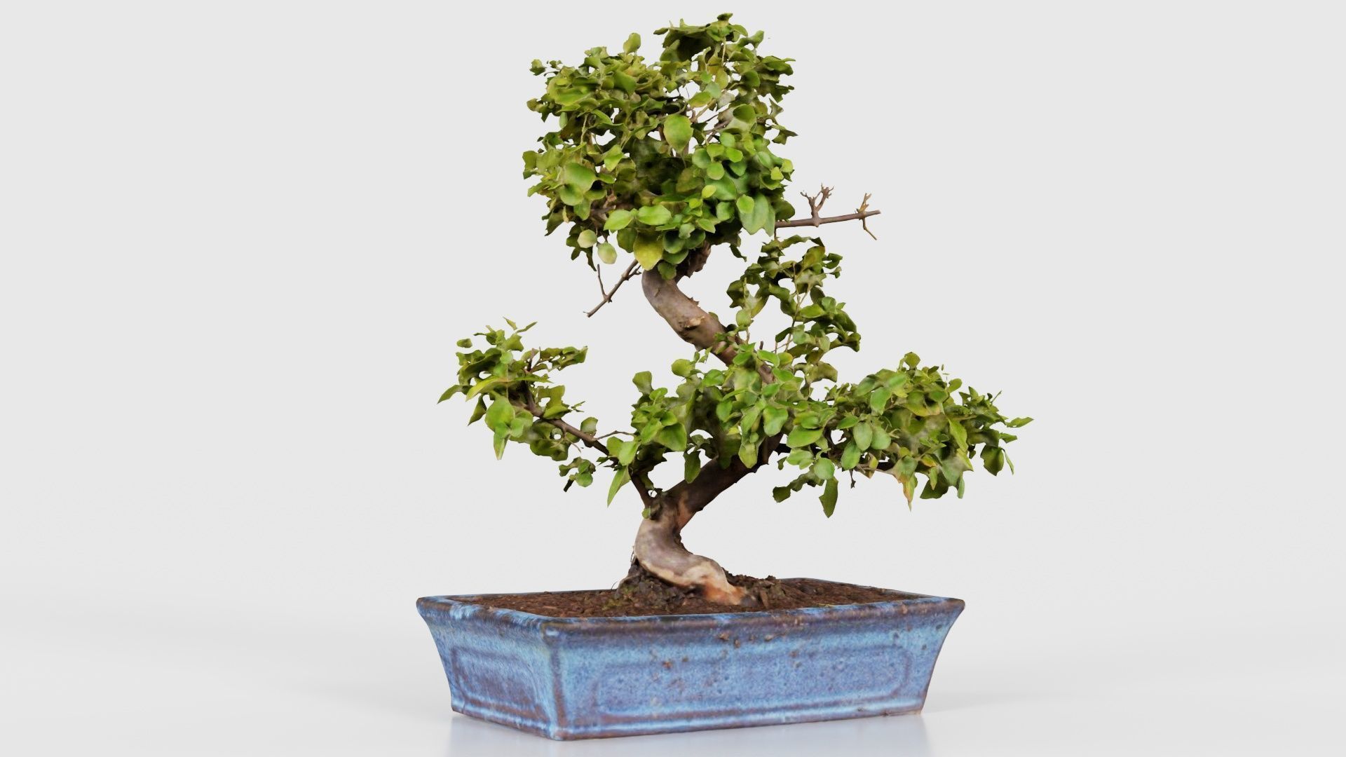 Carmona Bonsai Tree Carmonas Carmona Microphylla Low-poly 3D model_22
