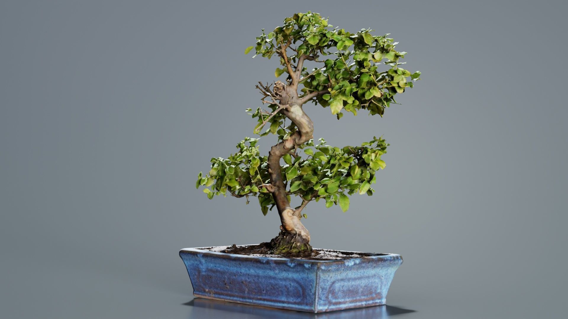 Carmona Bonsai Tree Carmonas Carmona Microphylla Low-poly 3D model_4