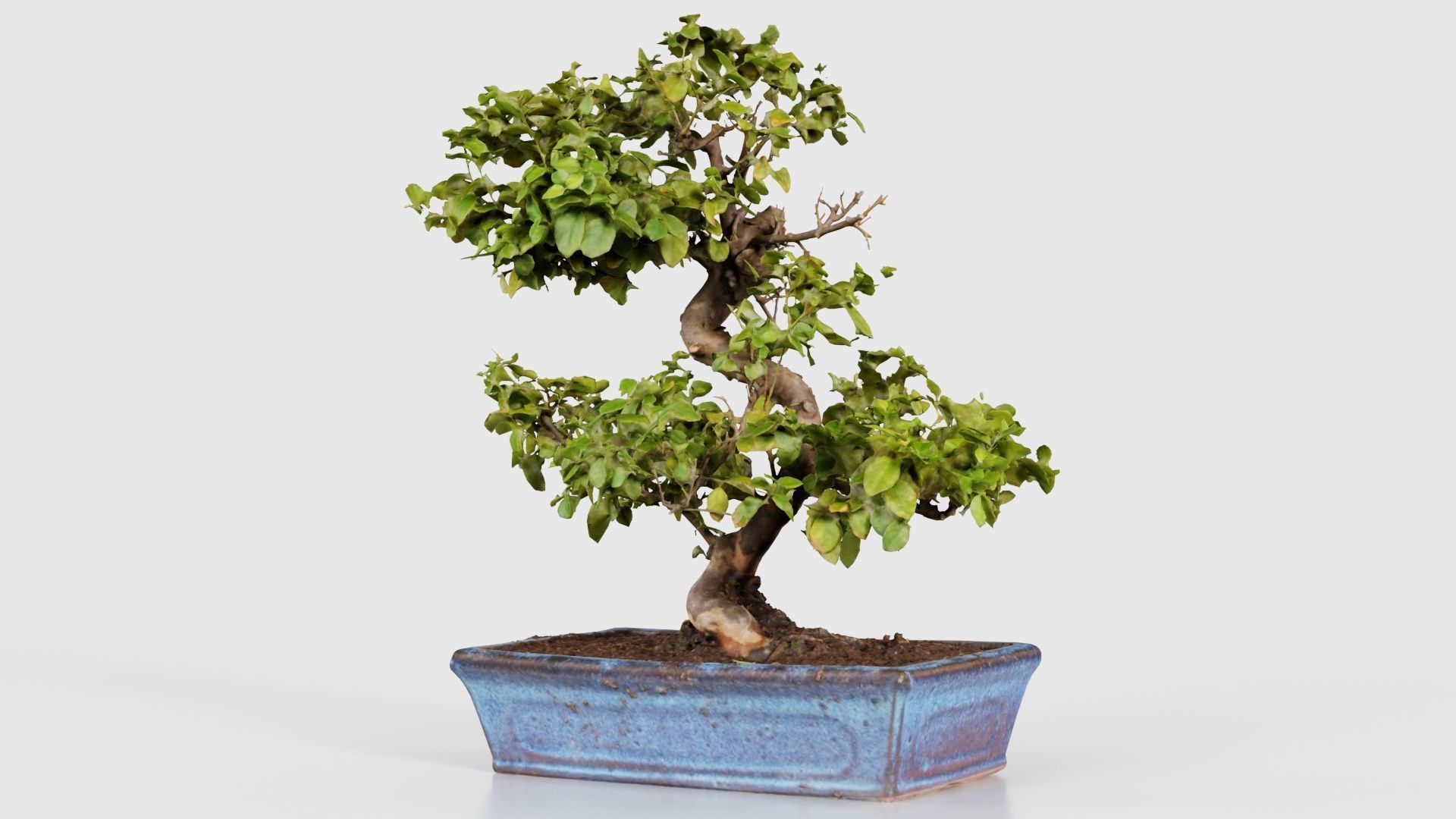 Carmona Bonsai Tree Carmonas Carmona Microphylla Low-poly 3D model_20